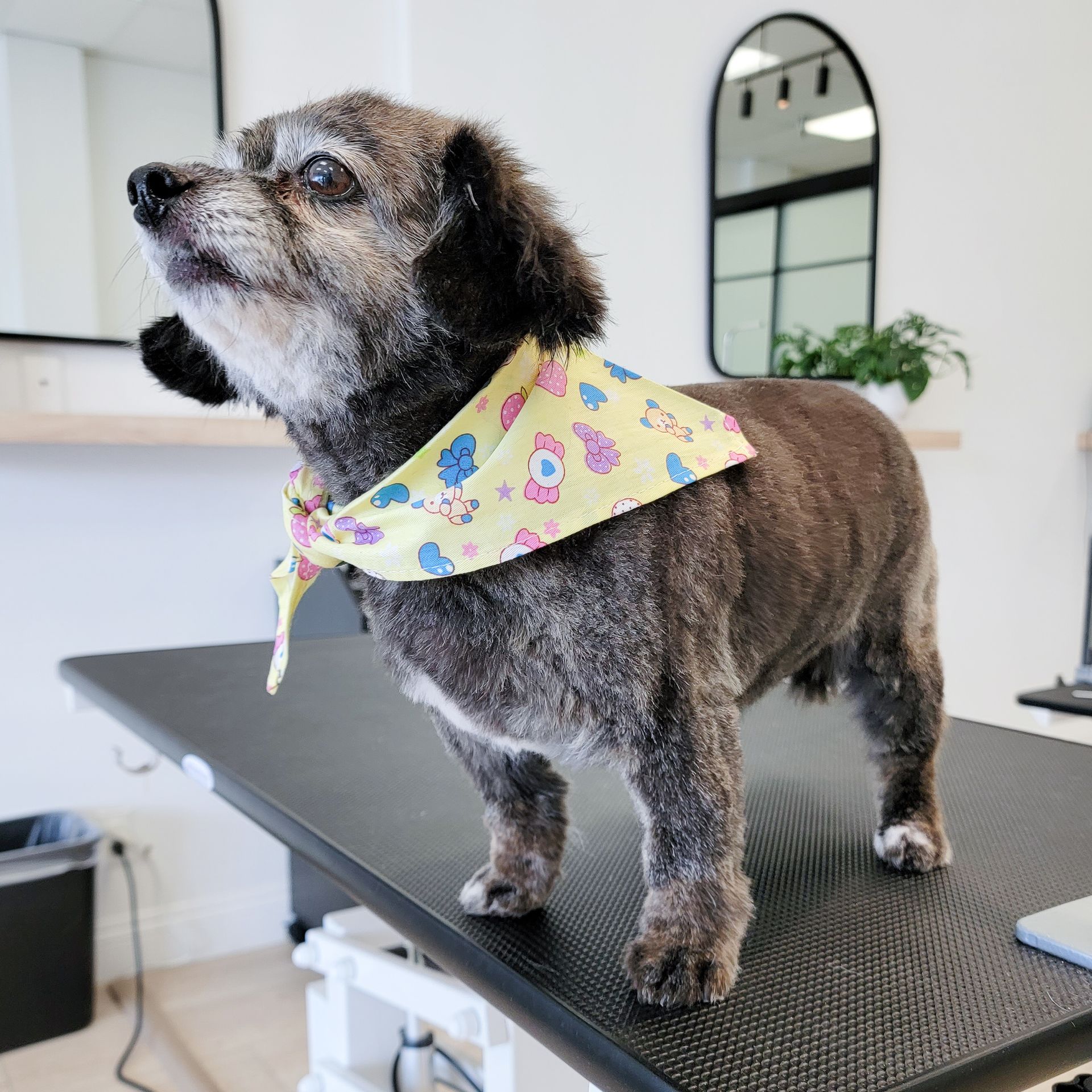 Dog on a grooming table wearing a yellow bandana, looking up.