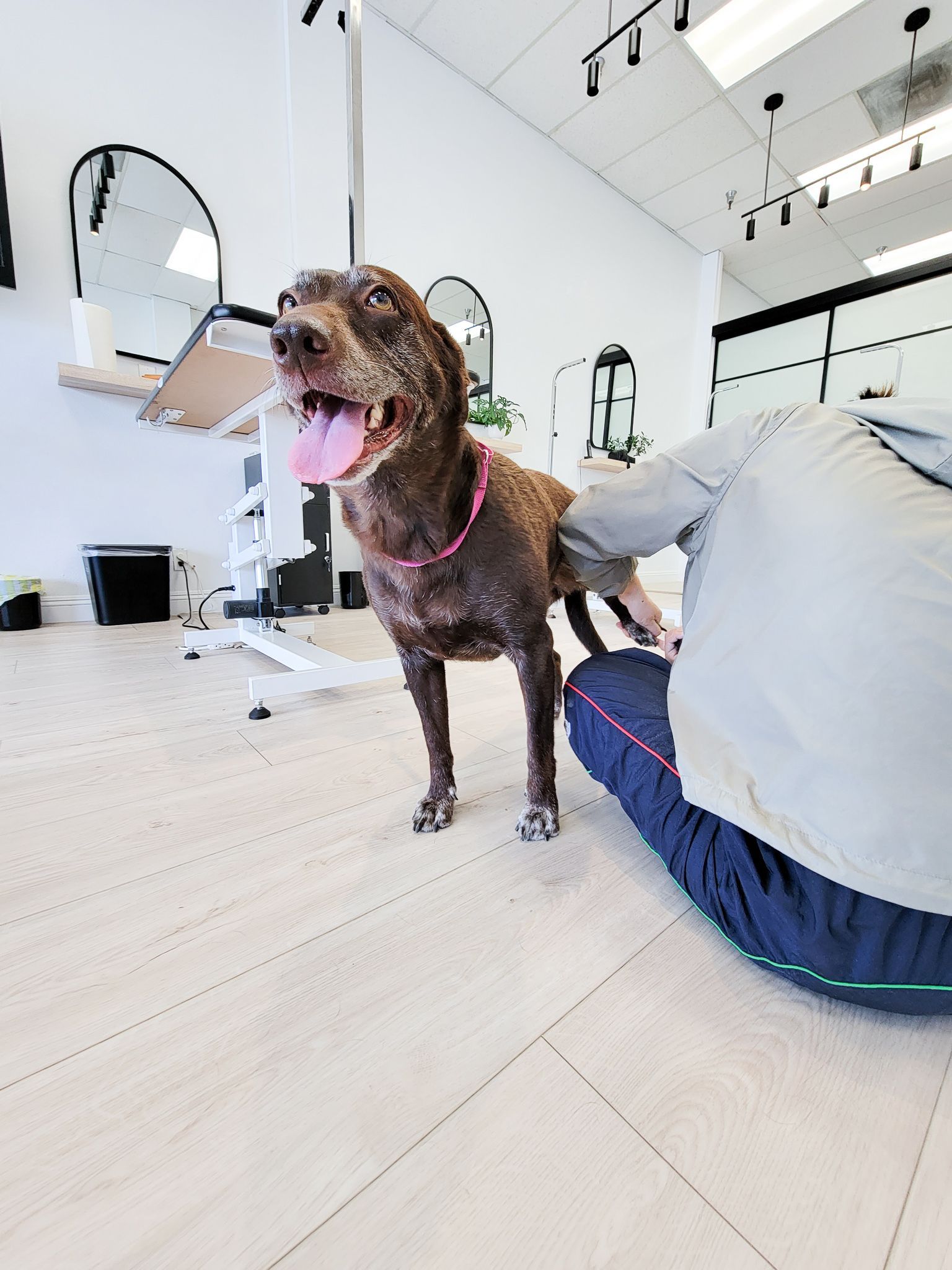 Happy brown dog at a grooming salon, being petted by a person.