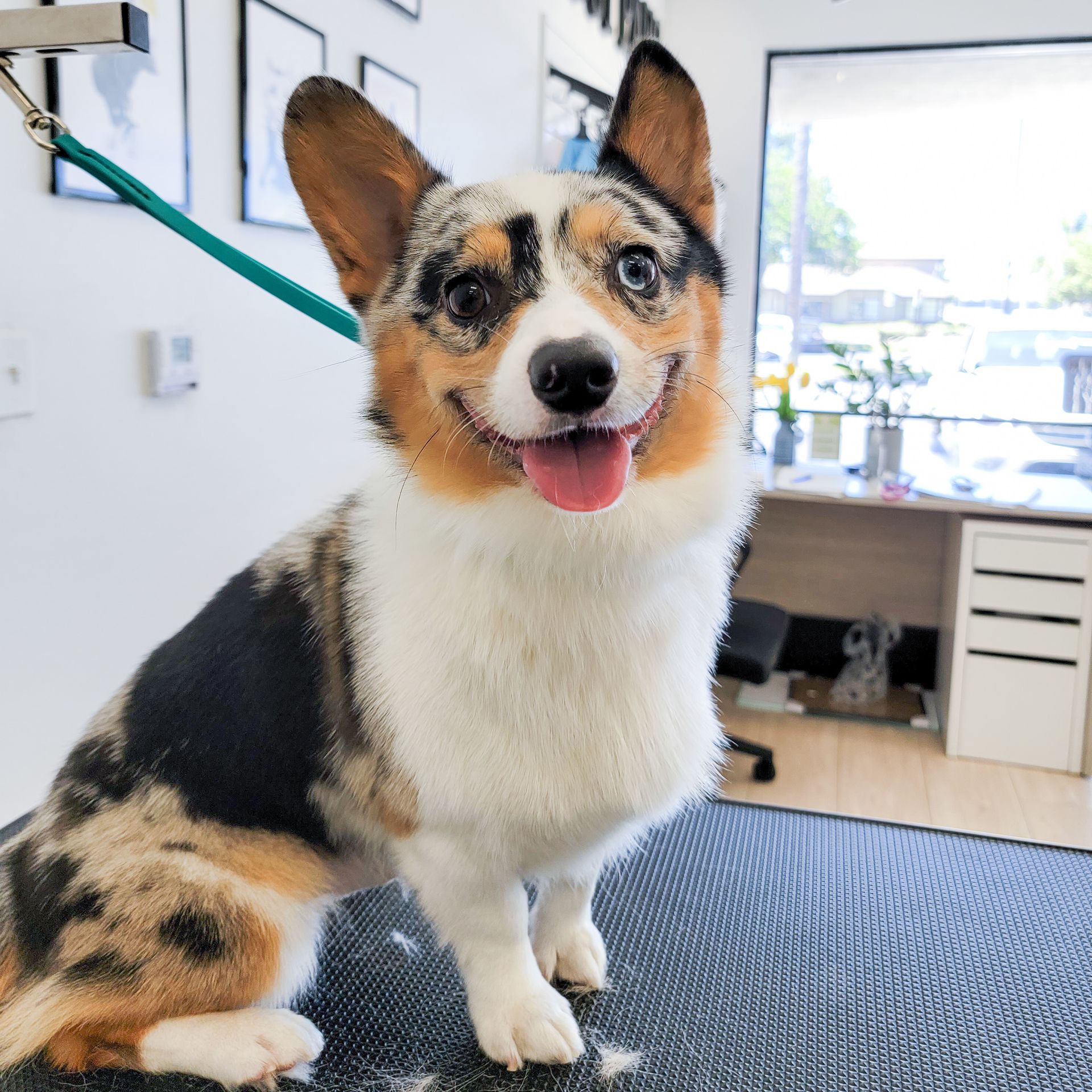Happy, tri-colored corgi in a grooming shop, with a slight smile and a pink tongue.