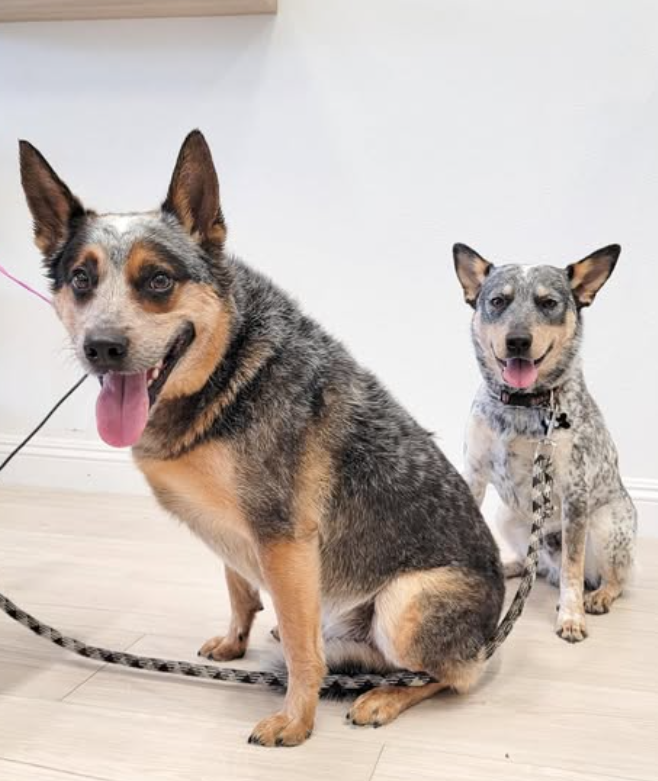 Two blue heeler dogs sitting on light floor, one smiling with tongue out, the other looking at camera. White background.