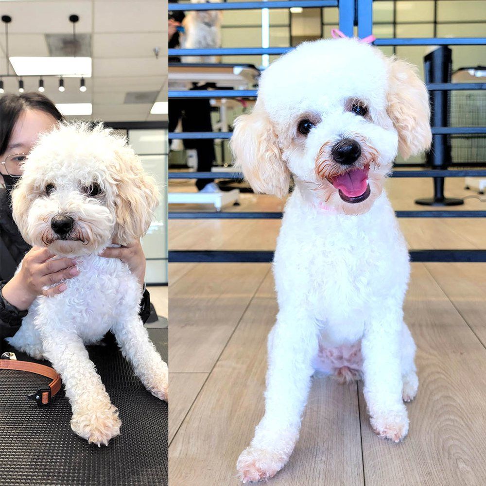 White poodle getting a haircut, then sitting happily, wearing a pink bow.