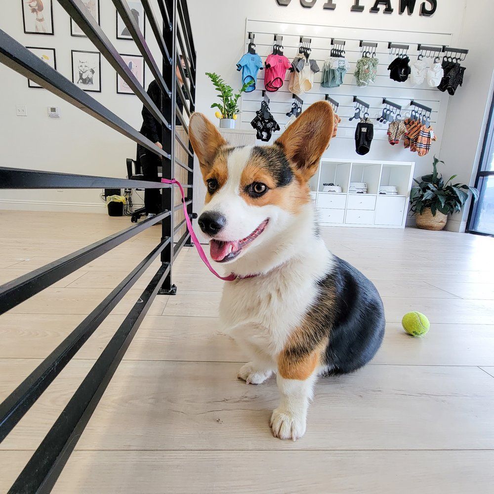 A corgi smiling, leashed, in a pet store; surrounded by merchandise, a ball, and white and black decor.