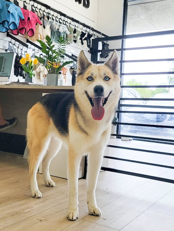 Smiling, light-colored dog with blue eyes, standing in a shop. Dog has black fur on its back, tongue out.