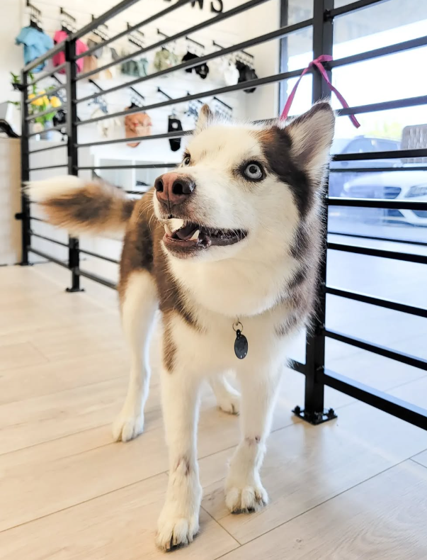Husky dog with brown and white fur, blue eyes, inside a pet store, looking at the camera.