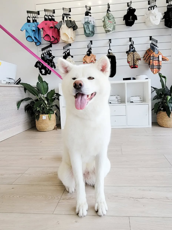 Smiling white Akita dog sits in a pet shop, leash in frame; clothing racks in background.
