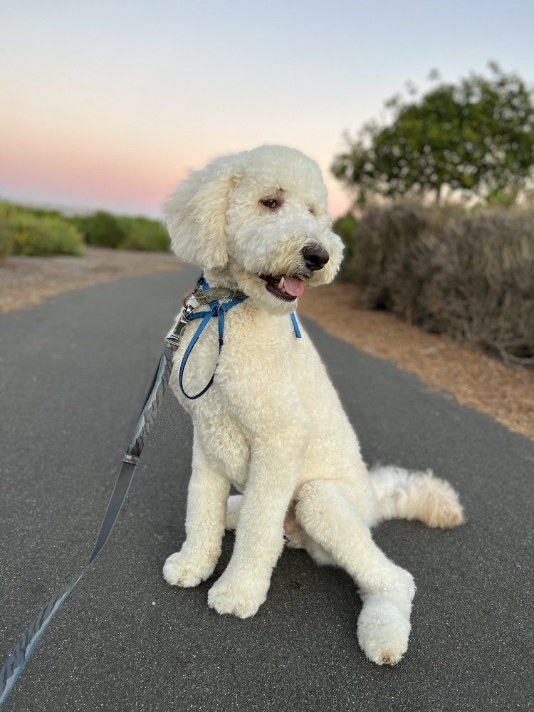 White Goldendoodle sitting on a paved path, leash attached, looking to the side. Sunset sky in the background.