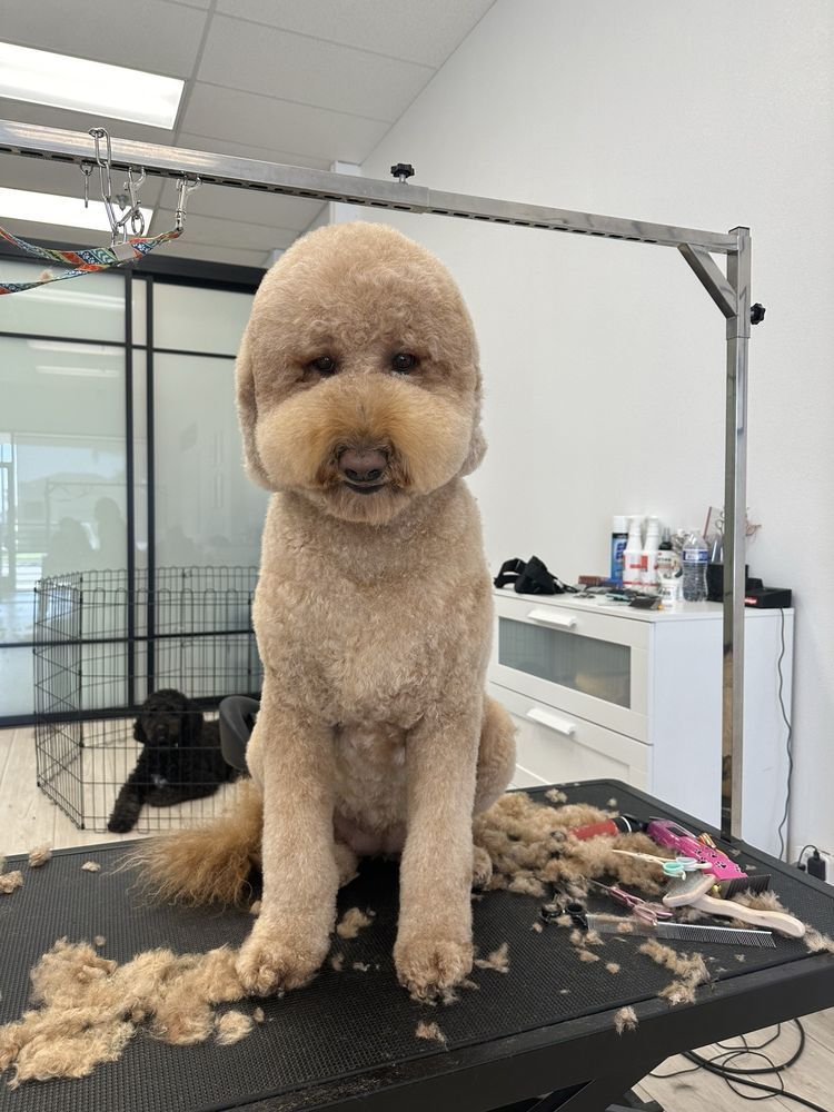 Brown dog, freshly groomed with a rounded head, sitting on a grooming table, looking slightly sad.