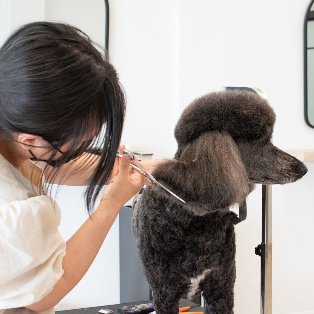 Groomer giving a black poodle a haircut. Grooming salon.