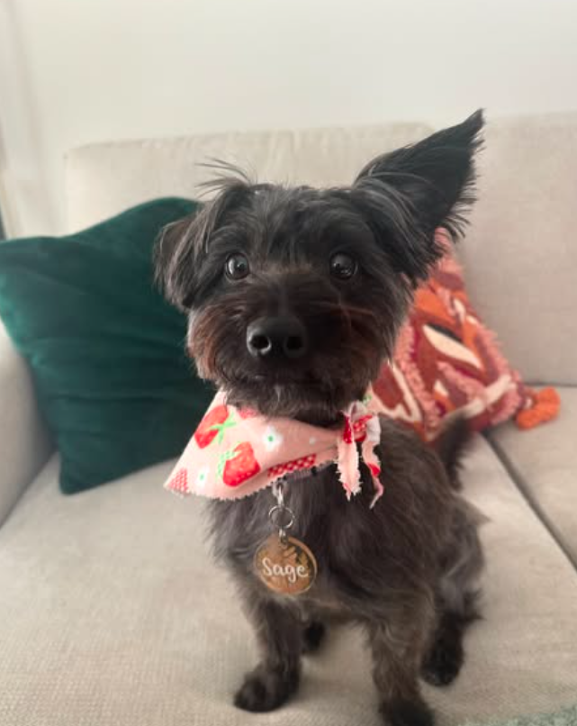 Black dog with one ear perked up, wearing a pink strawberry bandana, sitting on a couch.