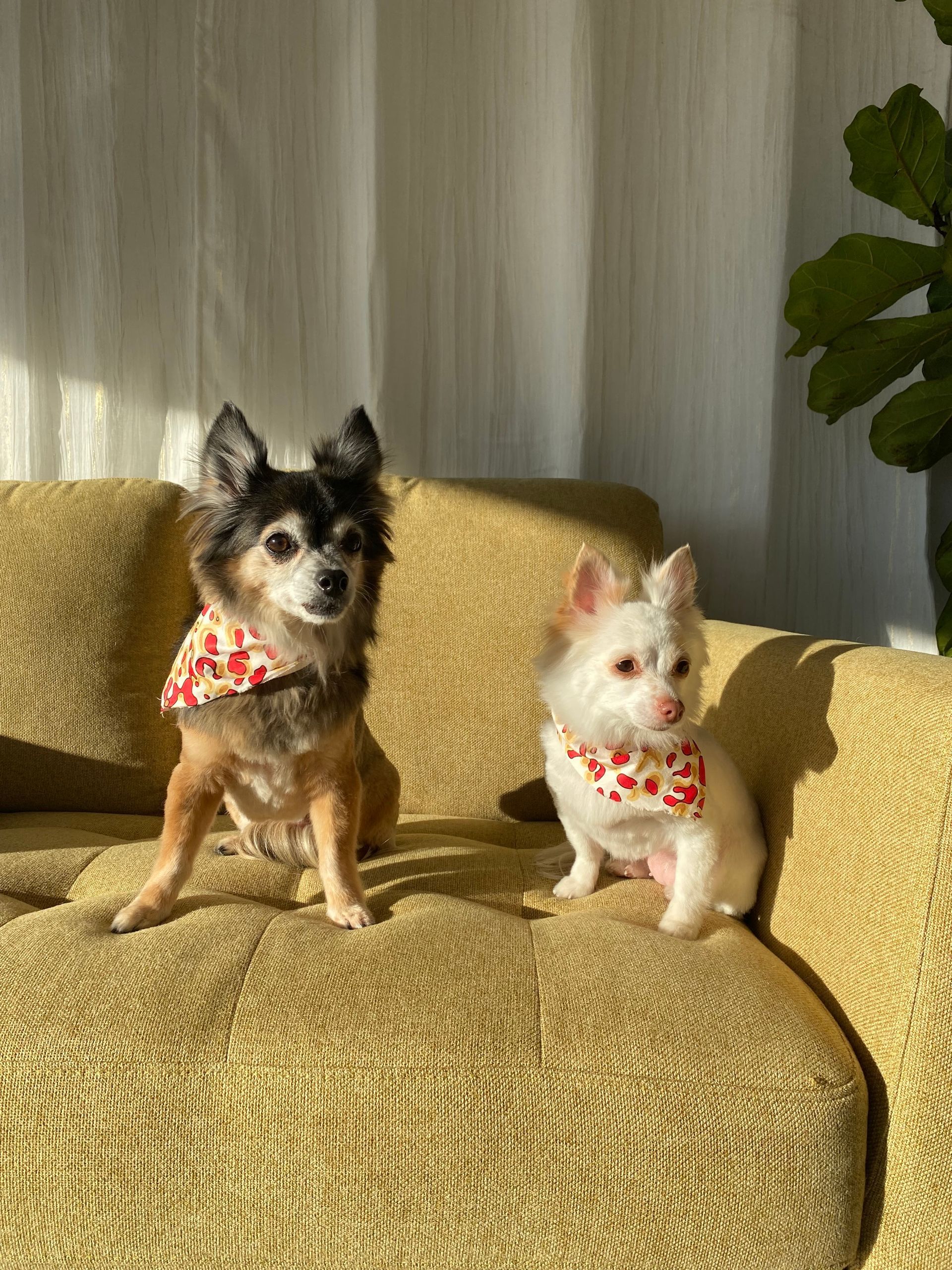 Two Chihuahuas wearing bandanas sit on a golden couch.