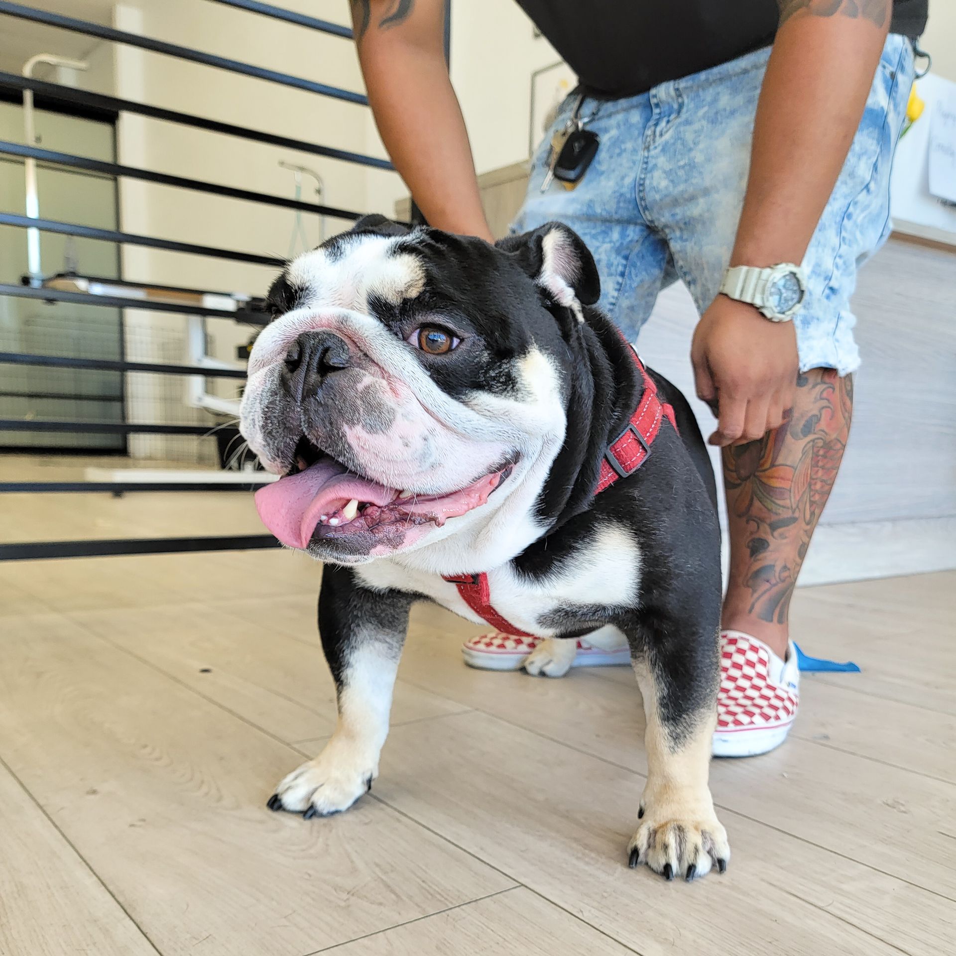 Bulldog with black and white fur, wearing a red harness, stands on wood floor with owner nearby.
