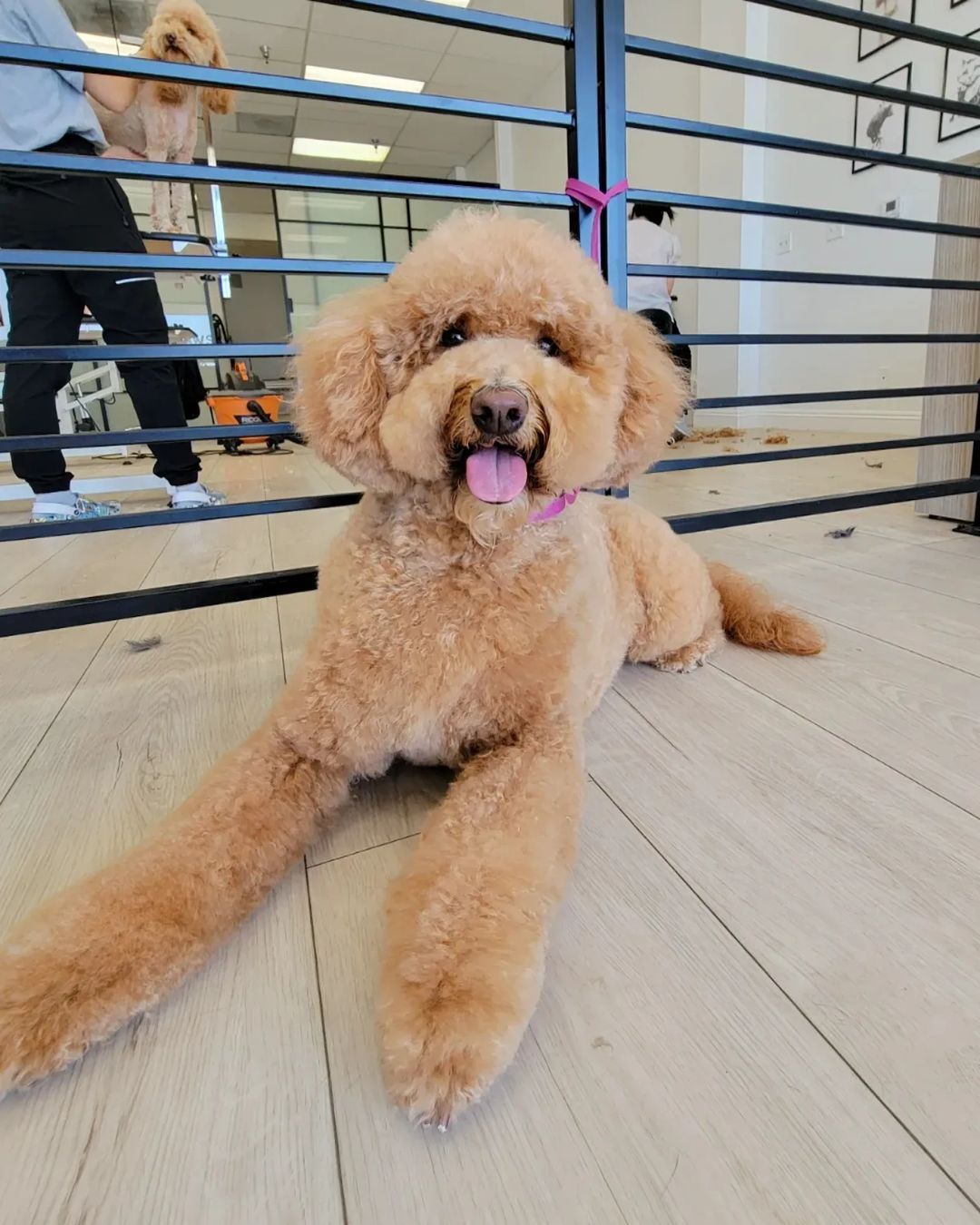 Golden poodle with a fresh haircut, lounging on a light wood floor, tongue out.
