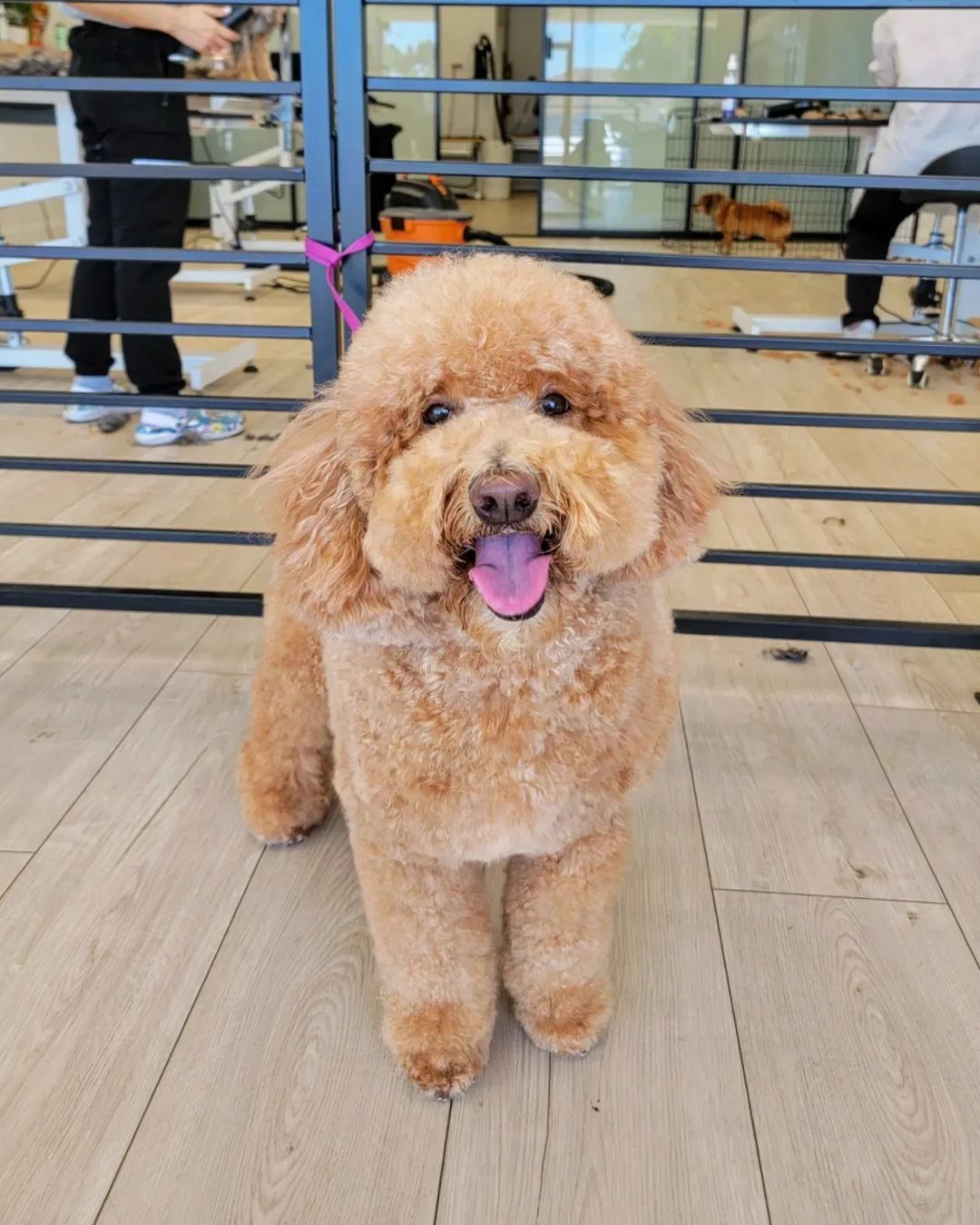 Brown poodle with a fresh groom, pink tongue out, standing in a dog grooming salon.