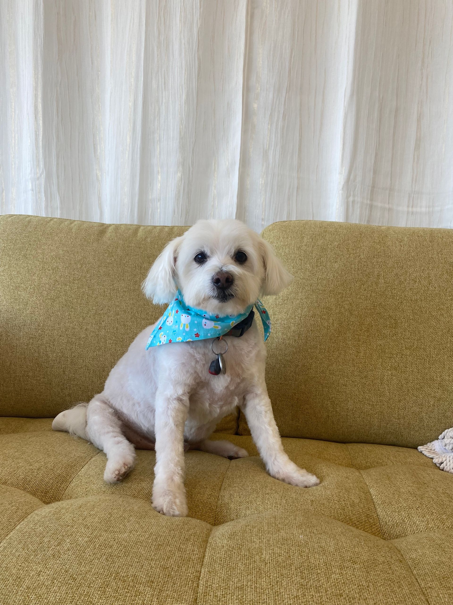White dog with a blue bandana sits on a yellow couch.