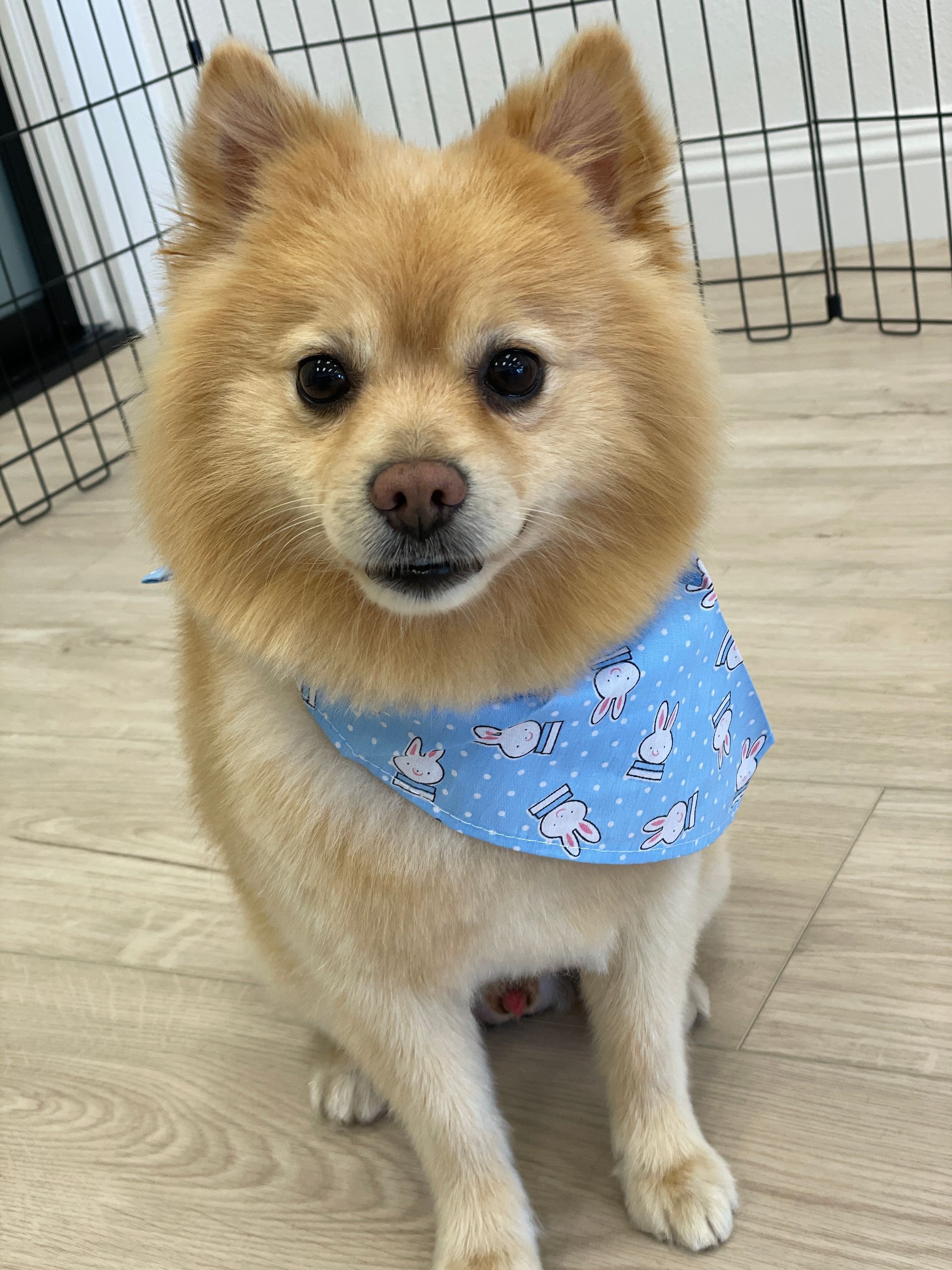 Tan Pomeranian dog with a blue bandana sits and smiles.