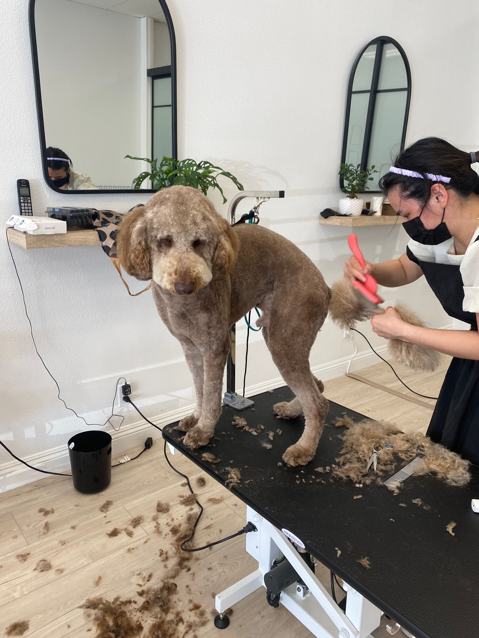 Dog being groomed by a person in a salon. The dog is standing on a table while a person is trimming the tail.
