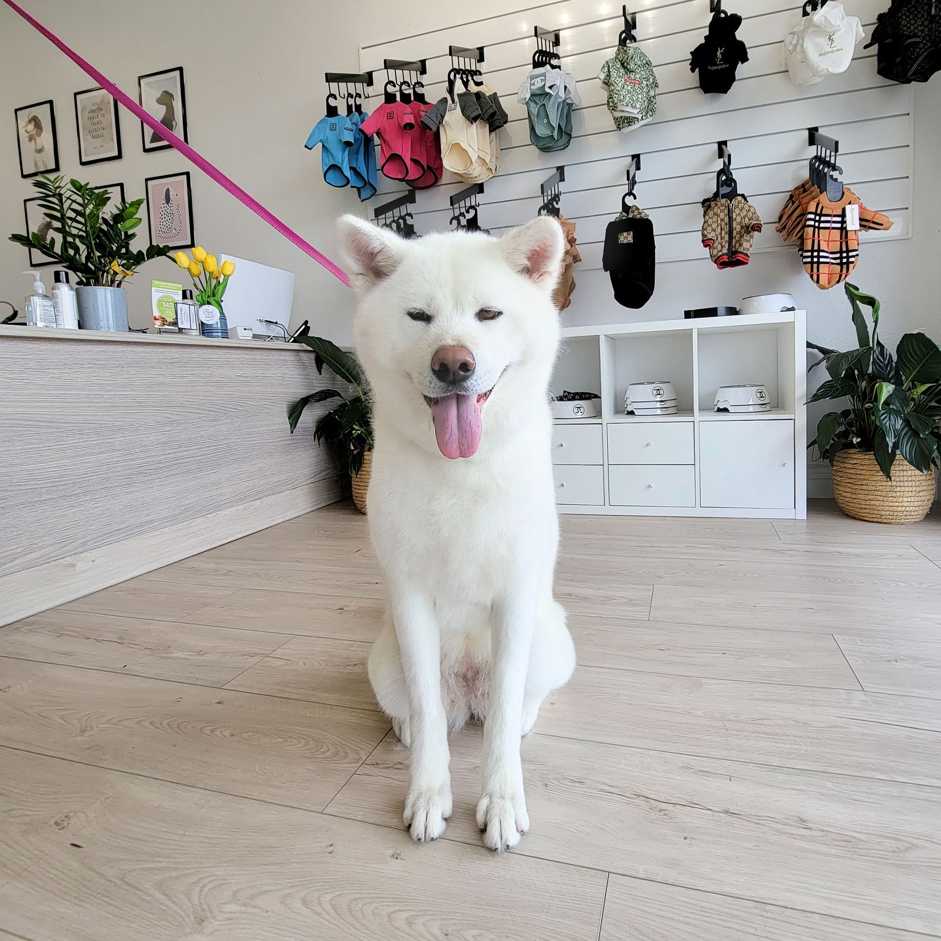 White Akita dog with pink leash sits and smiles, looking at camera. Shop setting with dog clothes on display.