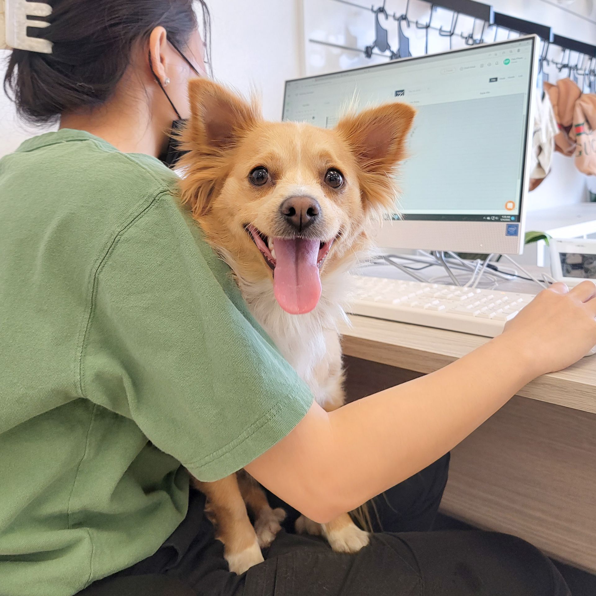 Dog sitting on a person's lap at a desk, looking happy with tongue out. Person is wearing a green shirt.