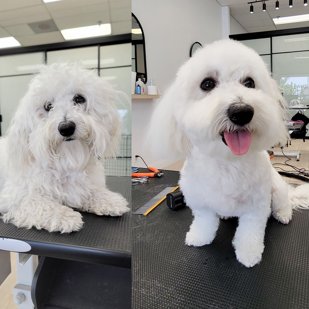 Before and after grooming of a white Bichon Frise. Dog looks happier after hair cut.