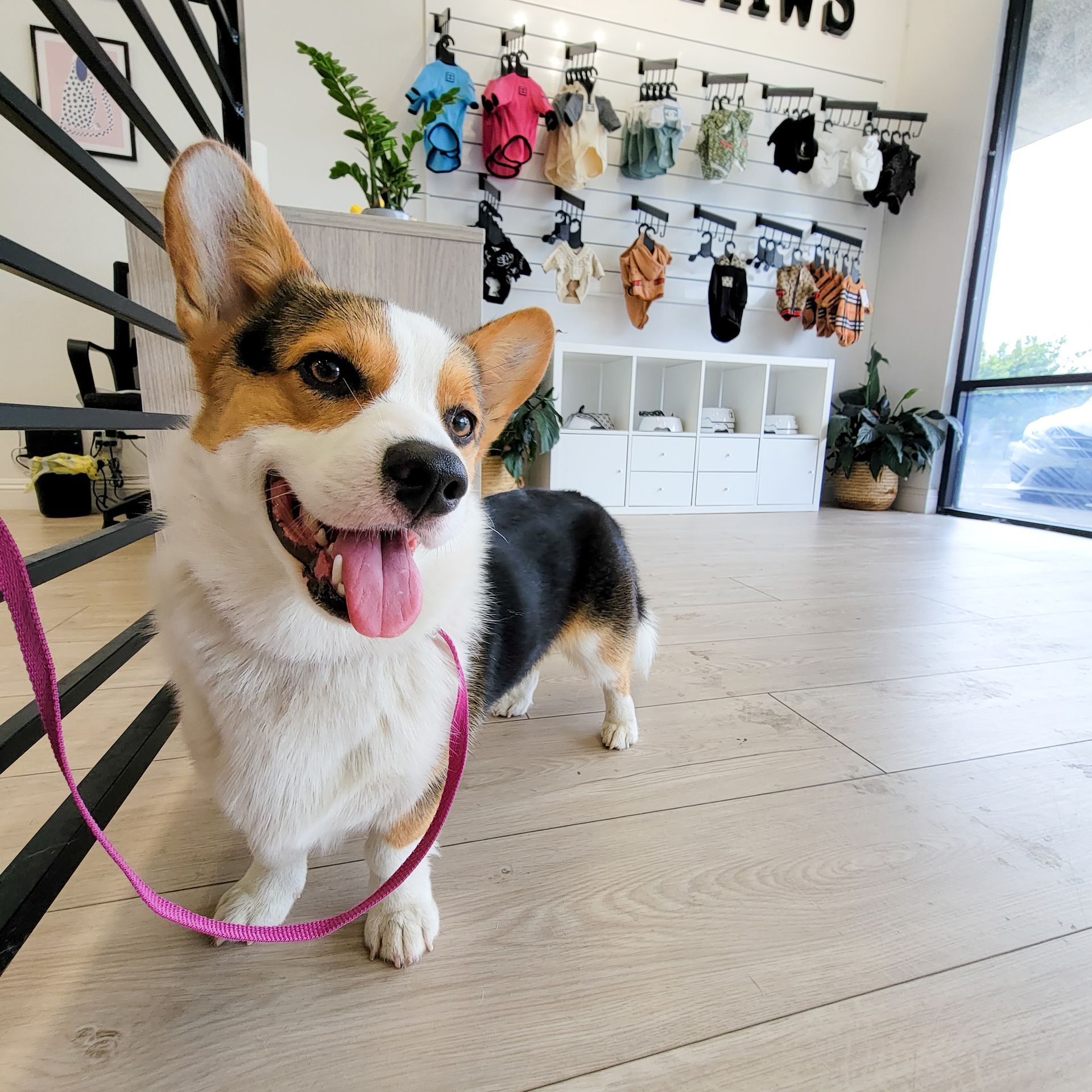 A happy corgi with a pink leash in a pet store, looking at the camera with its tongue out.