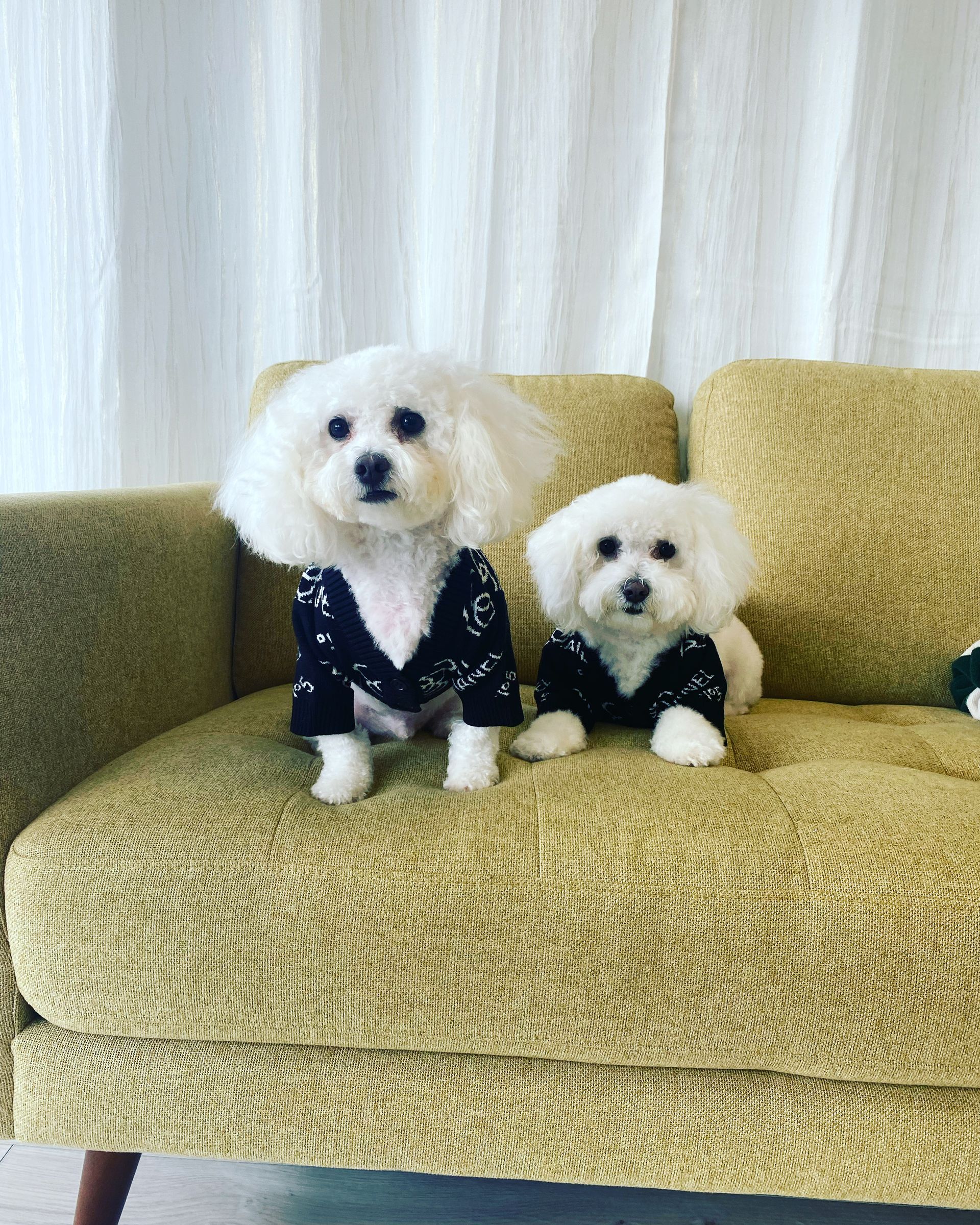 Two white Bichon Frise dogs in matching black sweaters, sitting on a green sofa.