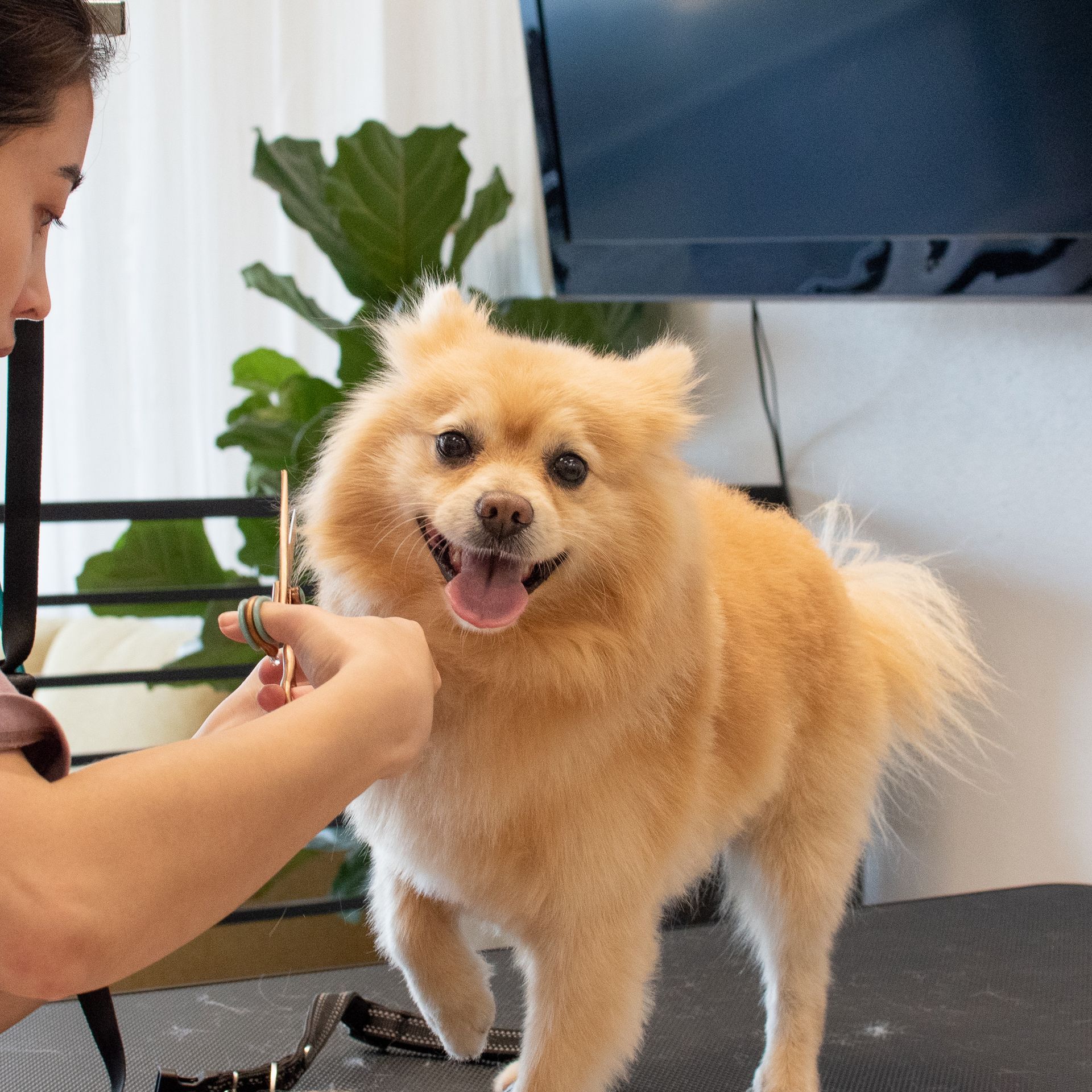 Woman grooming a smiling, tan Pomeranian dog.