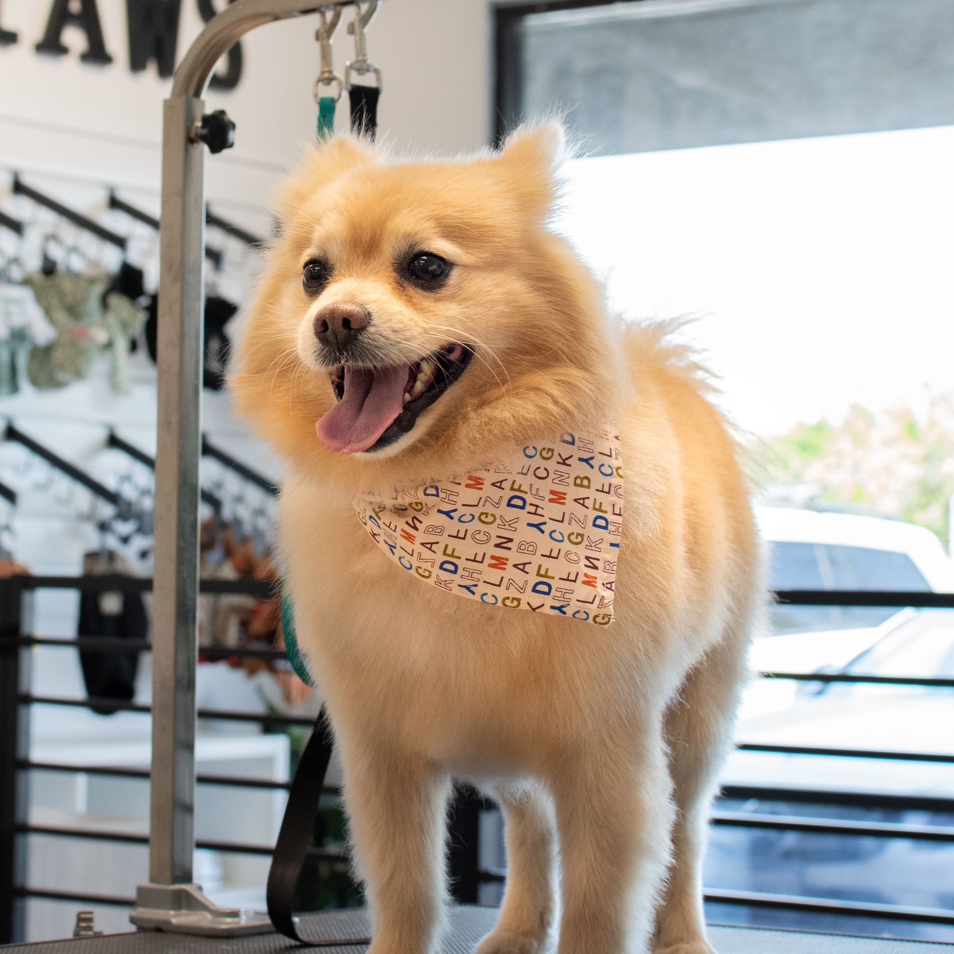 Tan Pomeranian dog wearing a patterned bandana, standing in a pet grooming shop.