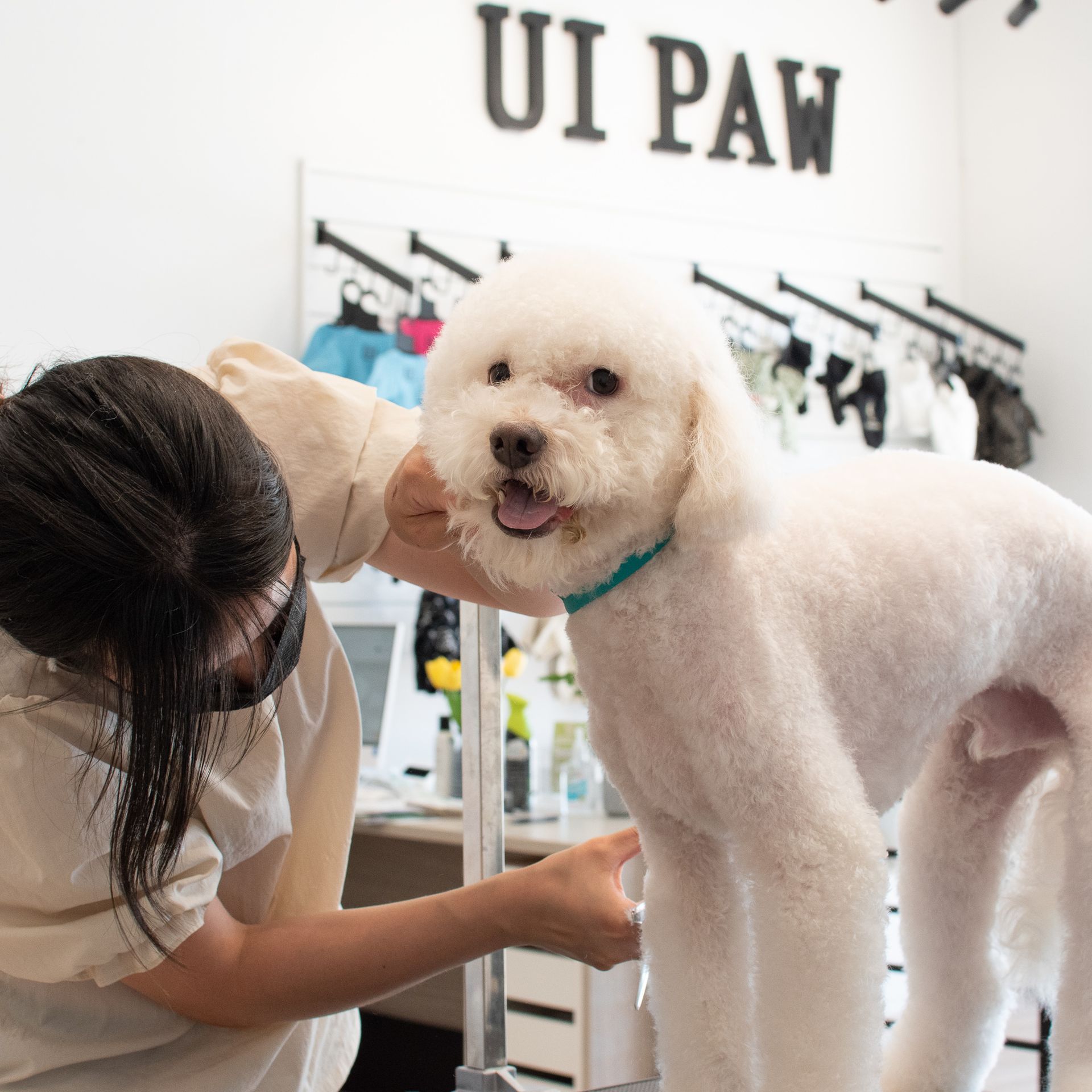 A groomer wearing a mask trims a fluffy white dog at UI PAW.