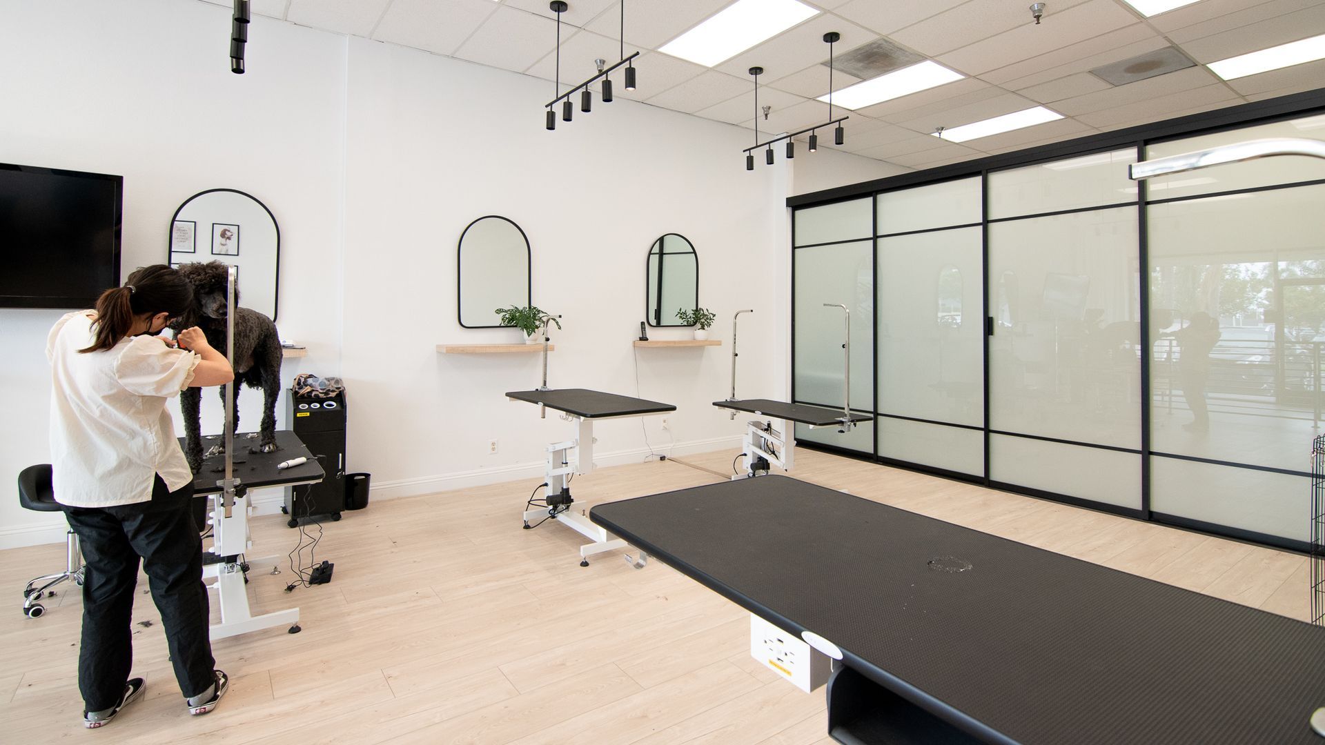 A groomer trims a dog in a bright white dog grooming salon with black grooming tables and mirrors.
