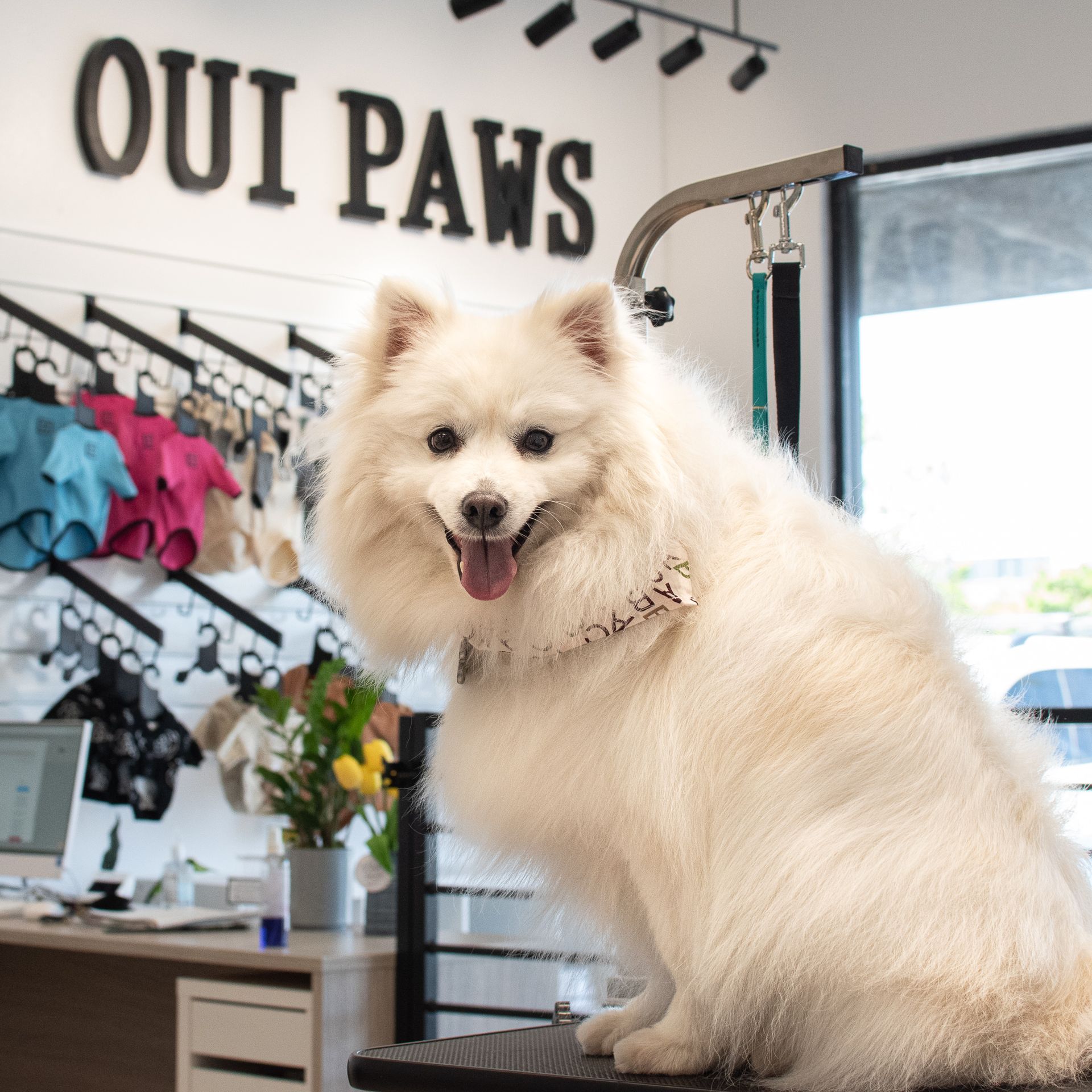 Fluffy white dog smiling at a grooming salon, 