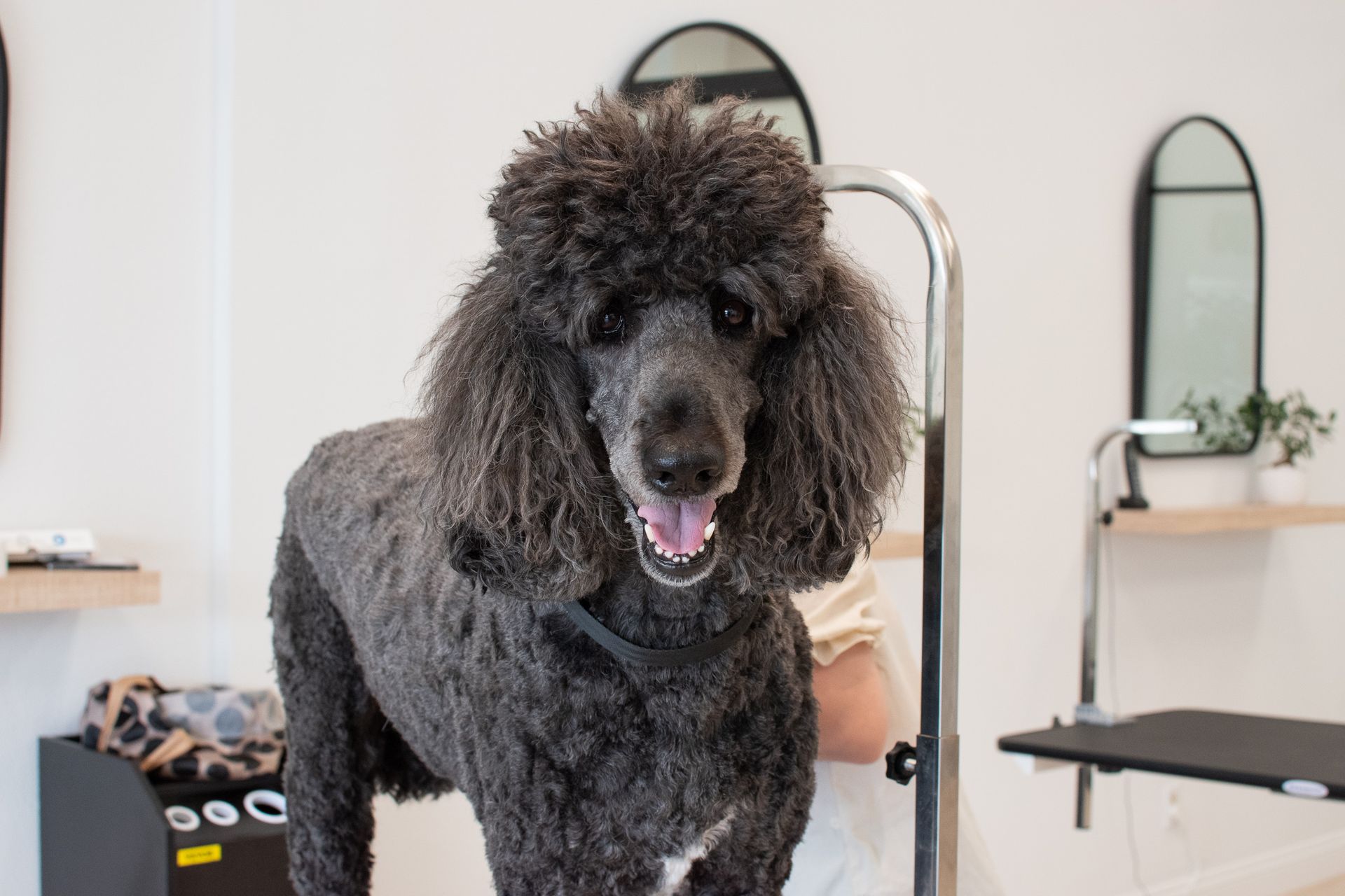 Black poodle with a salon haircut, standing on a grooming table, inside a pet salon.