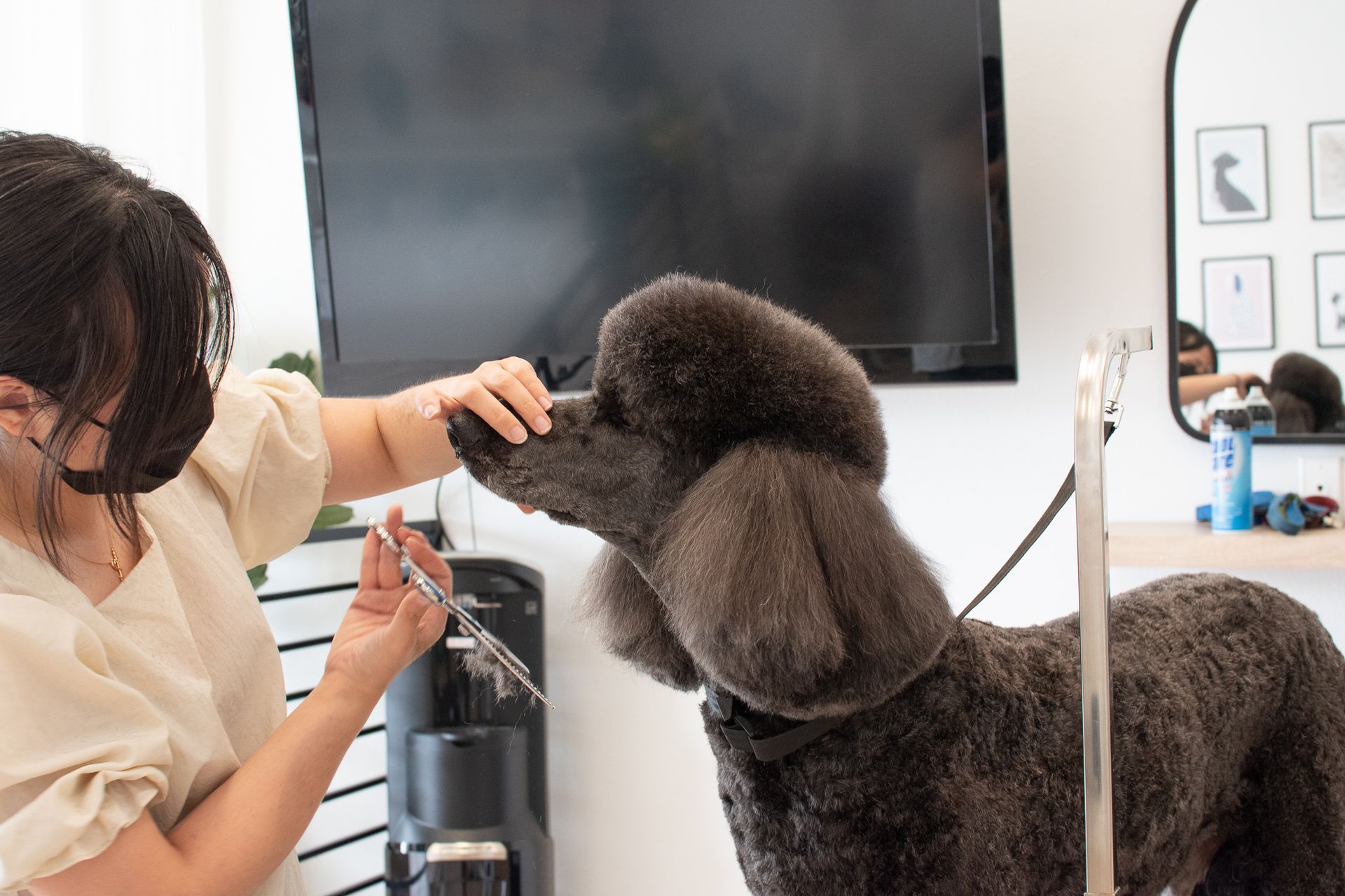 Groomer wearing a mask trims a black poodle's face in a bright salon.