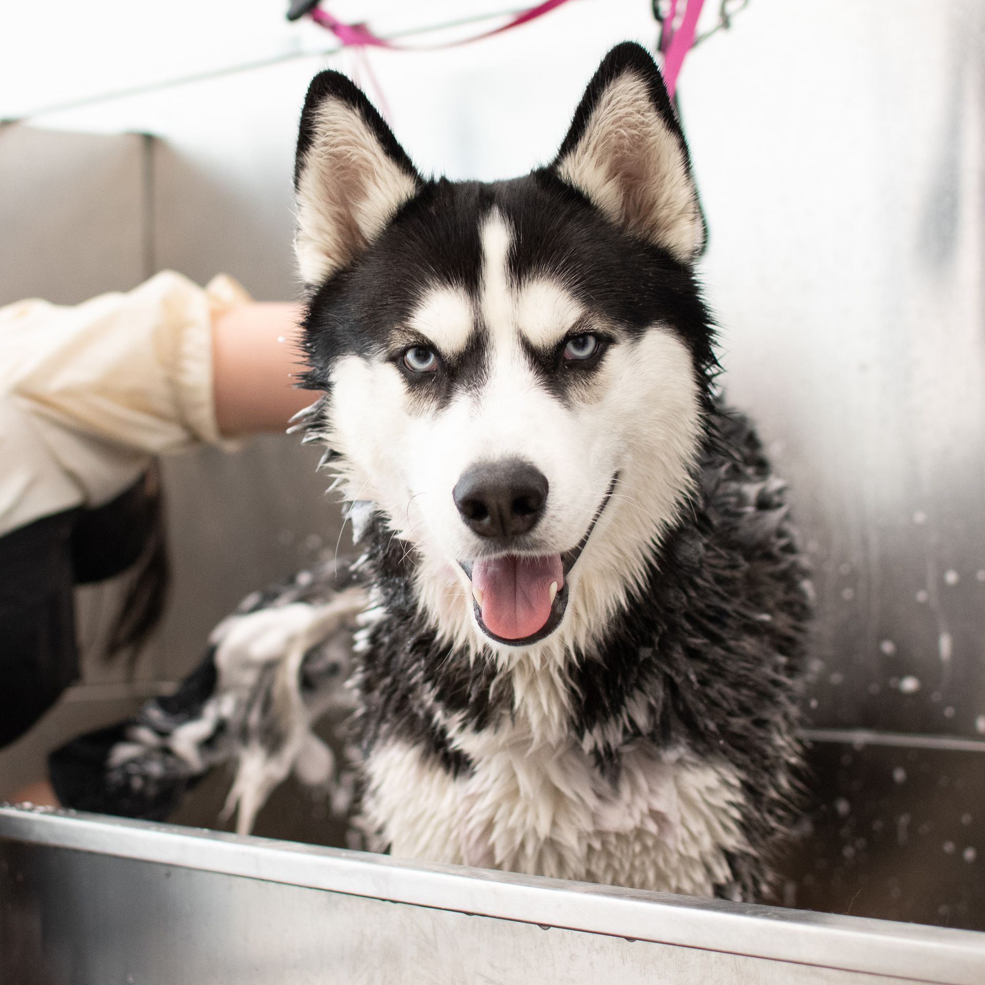 Siberian Husky in a grooming tub, being washed. Black, white, and gray fur, blue eyes, smiling.