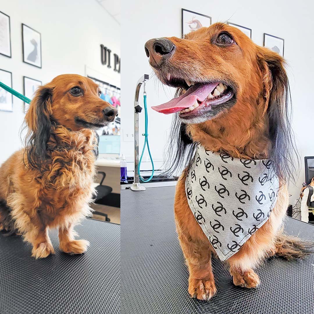 Before and after of a dachshund with a bandana; before with unkempt fur, after with groomed fur, smiling.