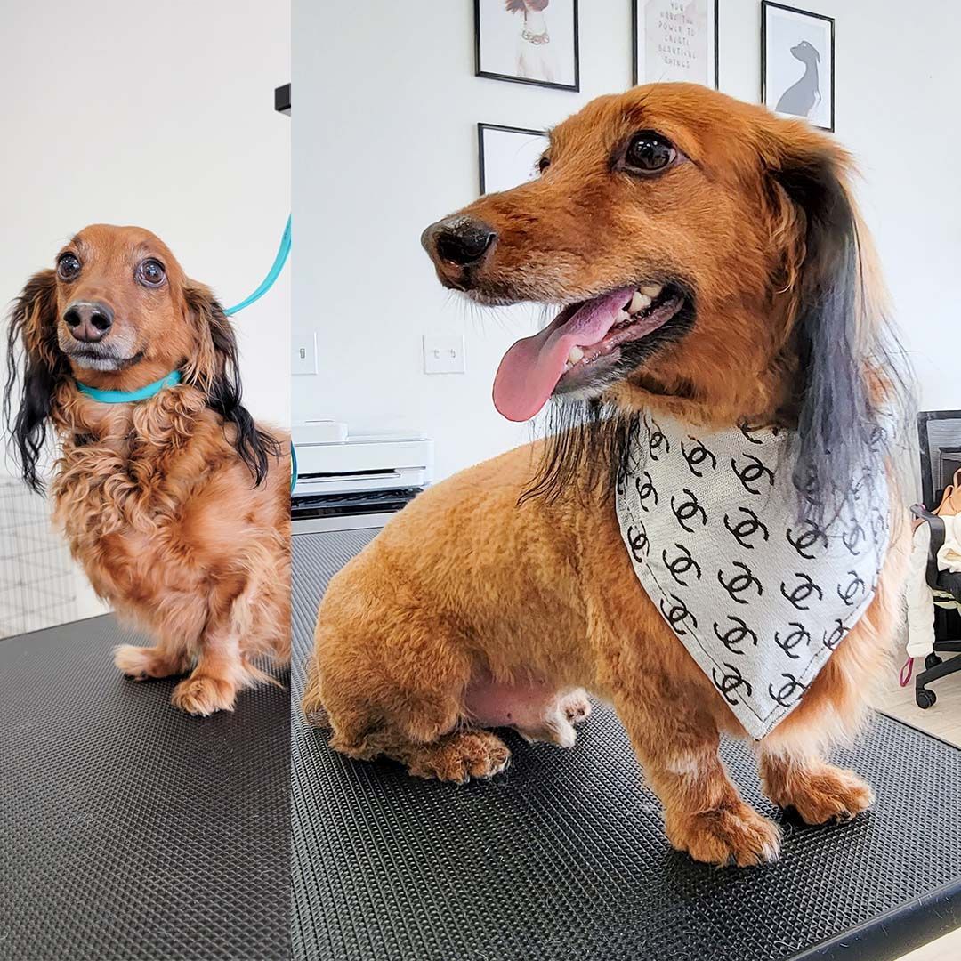 Before and after grooming of a Dachshund: short brown hair with black ears, smiling.