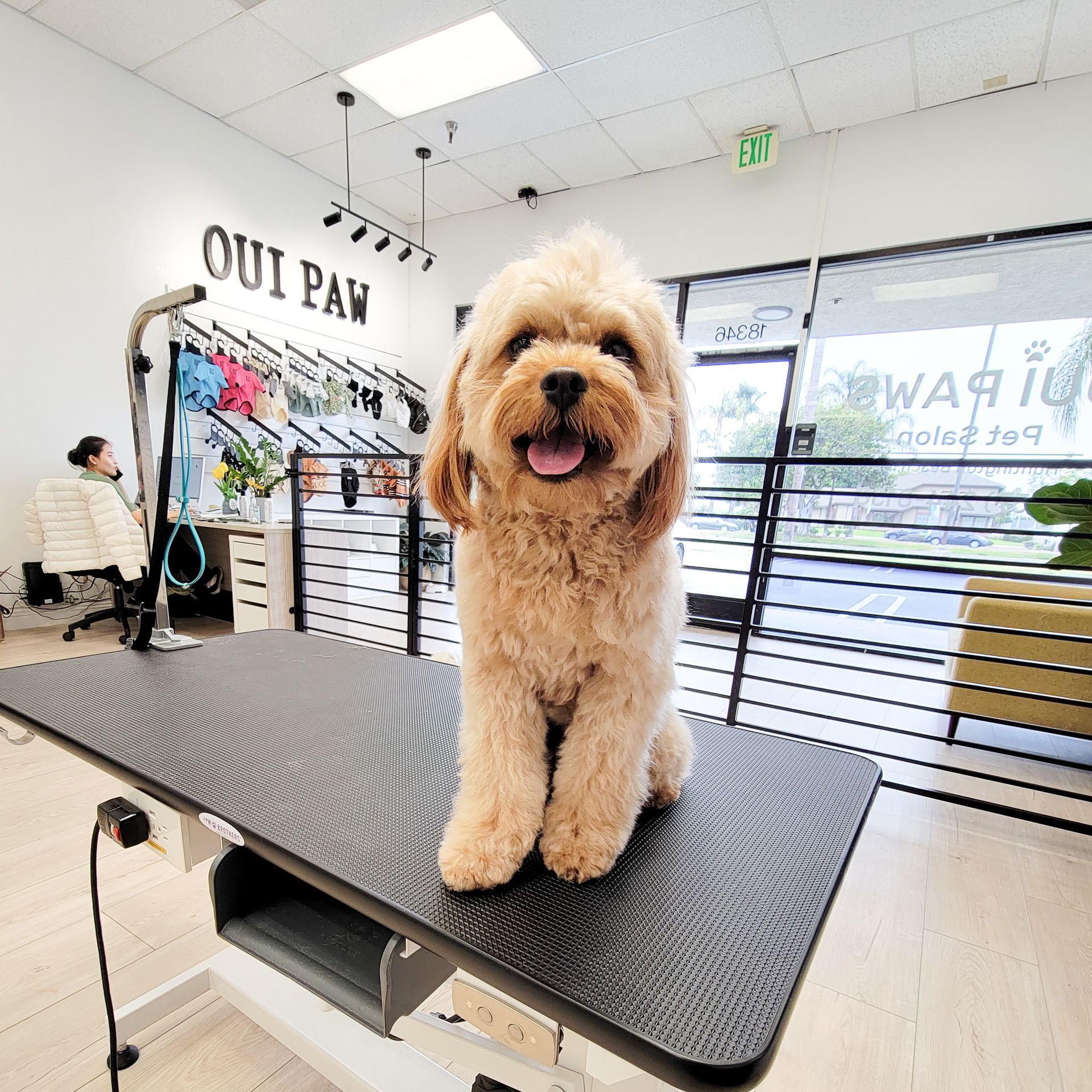 Happy tan dog on grooming table in a pet spa, 