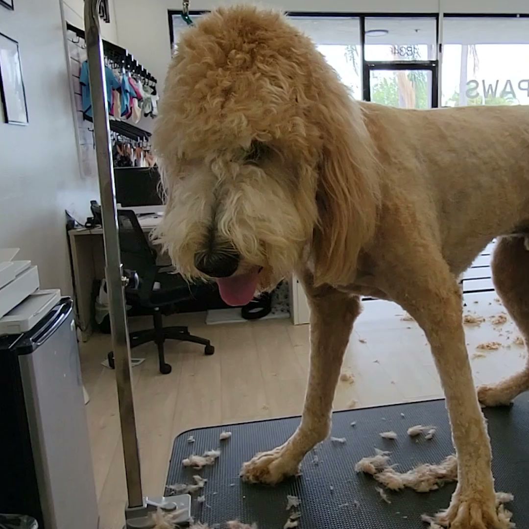 Golden doodle with a freshly groomed body, on a grooming table, with a full head of hair.