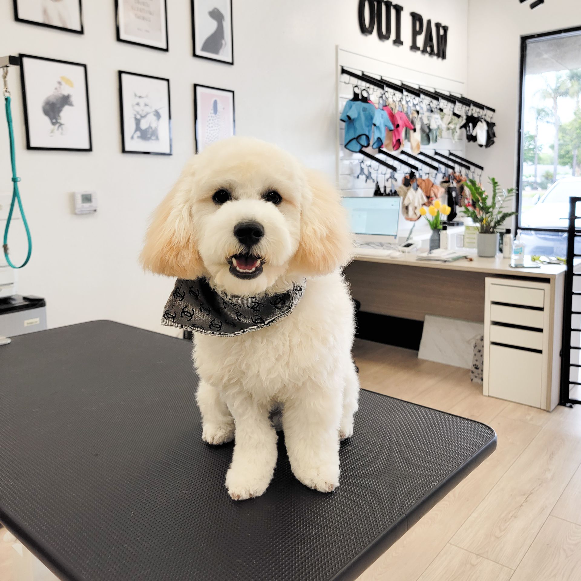 White fluffy dog with a bandana sits smiling on a grooming table inside a pet shop.