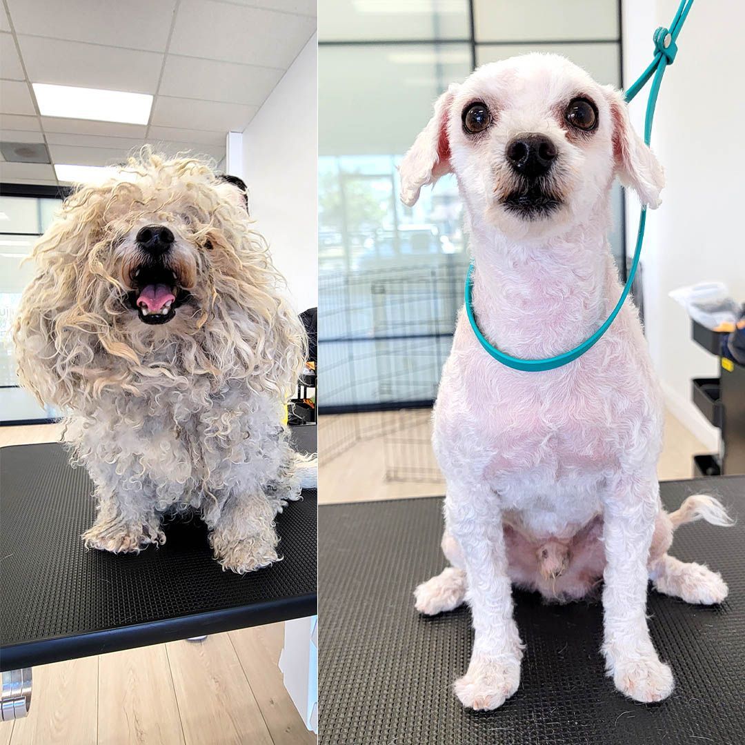 Before and after grooming of a white dog. The dog is messy on the left, and shaved and clean on the right.