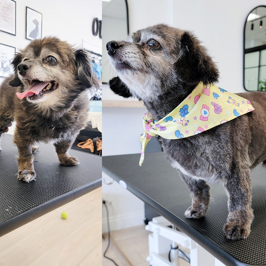 Two elderly dogs, one panting, one with a yellow bandana. Both stand on grooming tables in a salon.