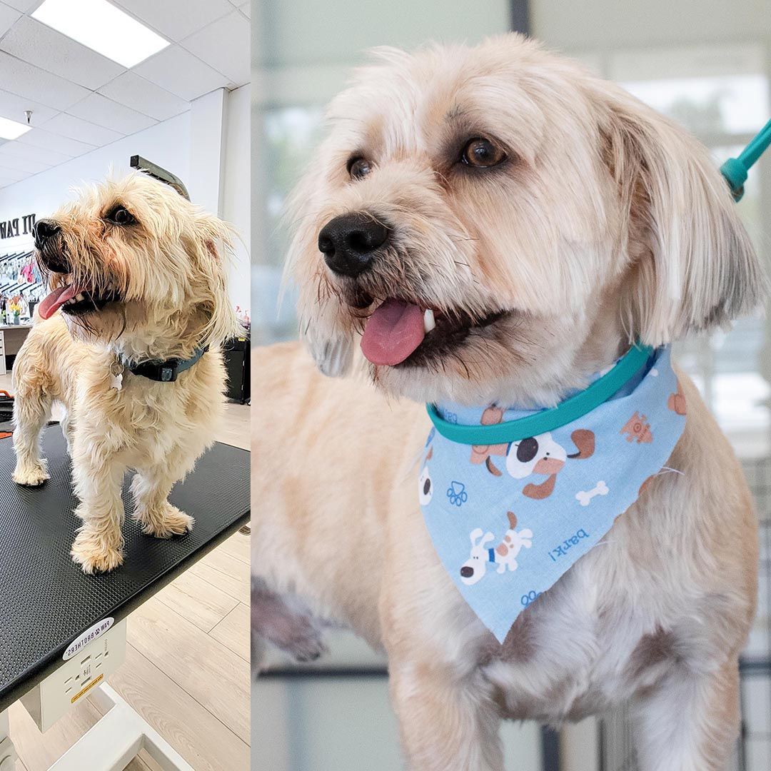 Dog before and after grooming. Light brown fur, bandana, happy expression.