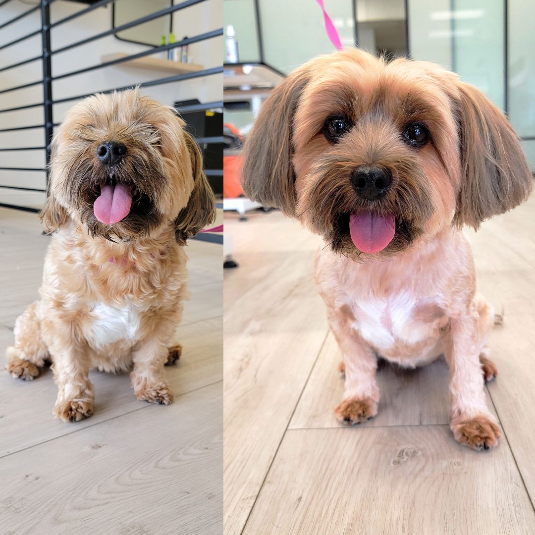 Two small dogs, before and after grooming, with a smiling expression, light brown fur, and pink tongue.