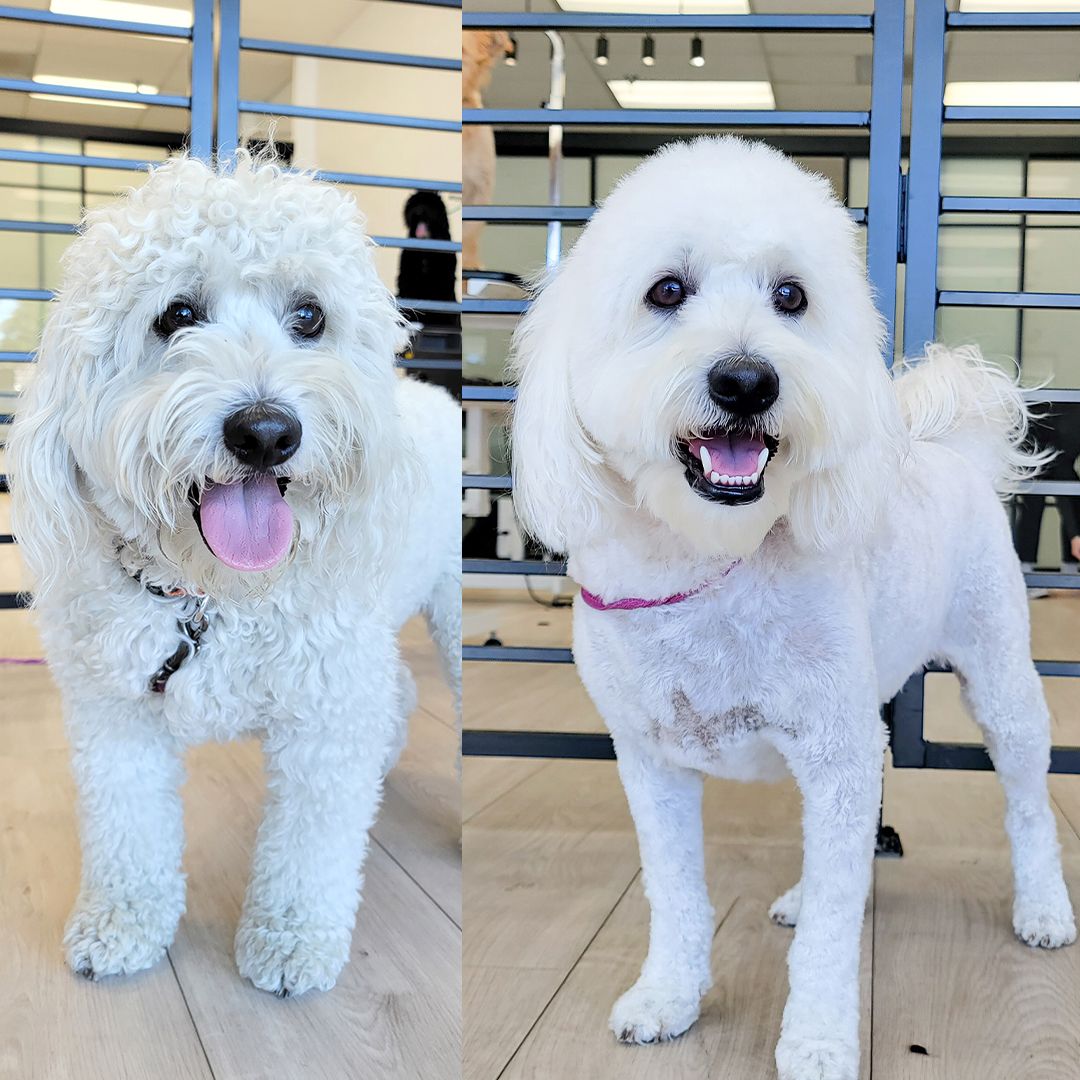 Two white fluffy dogs with fresh haircuts, one before and one after. Smiling, pink tongues.