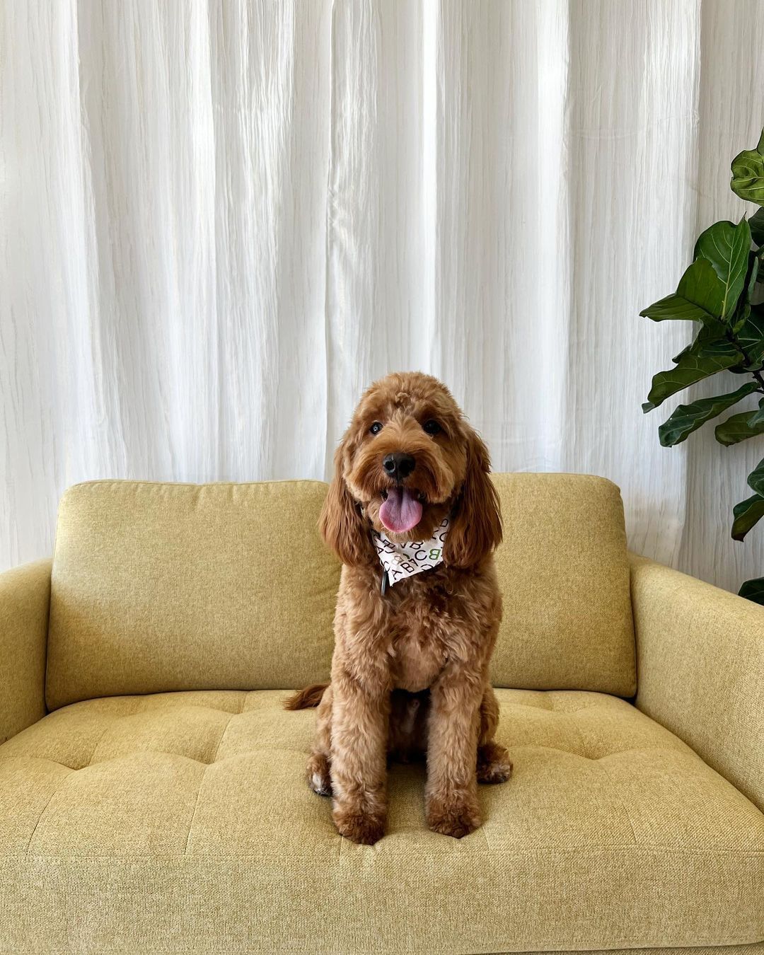 Brown dog with curly fur sits on a yellow couch, wearing a patterned bandana, tongue out.