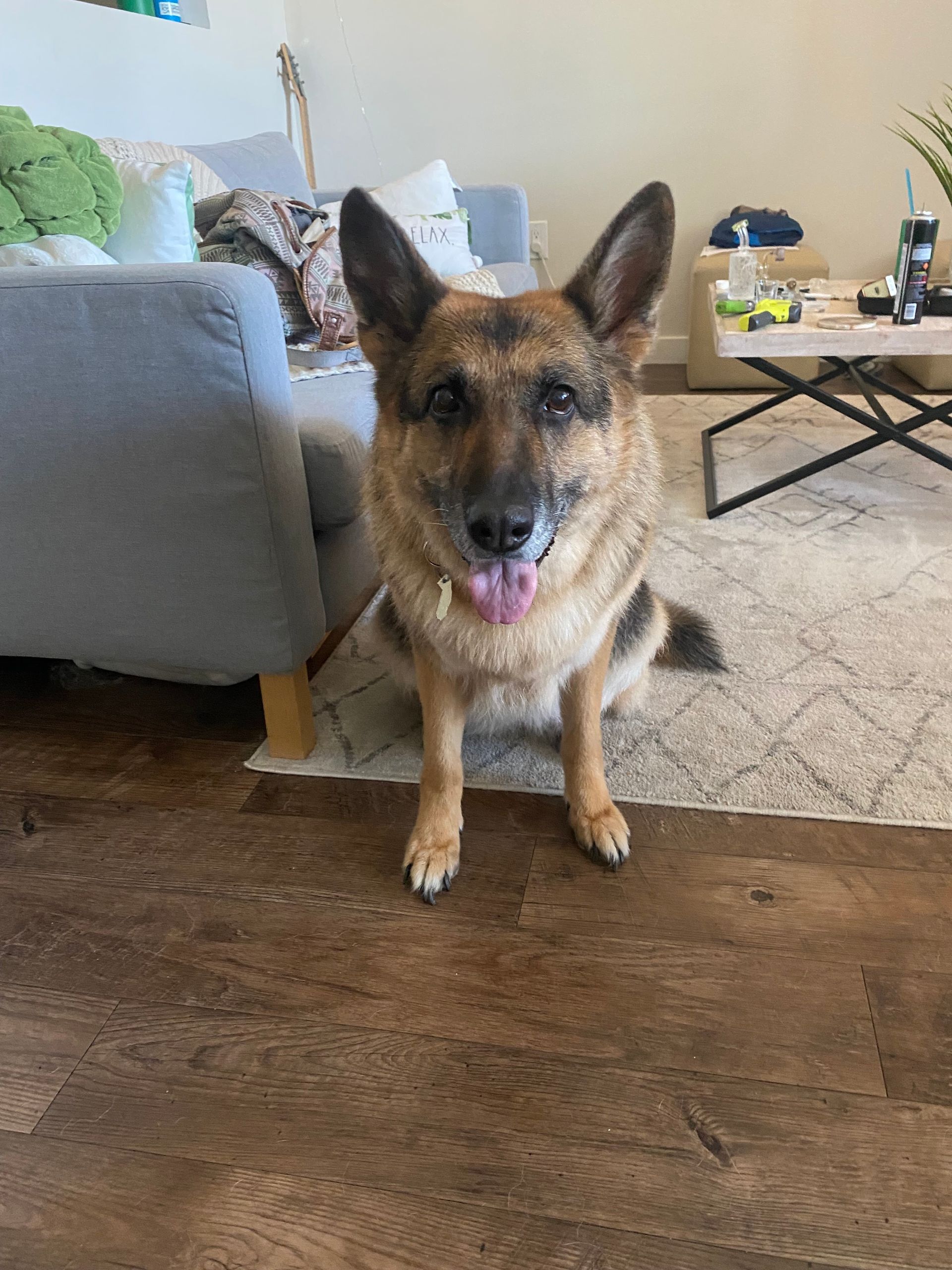 German Shepherd dog, tan and black fur, sitting on the floor with tongue out in a living room.