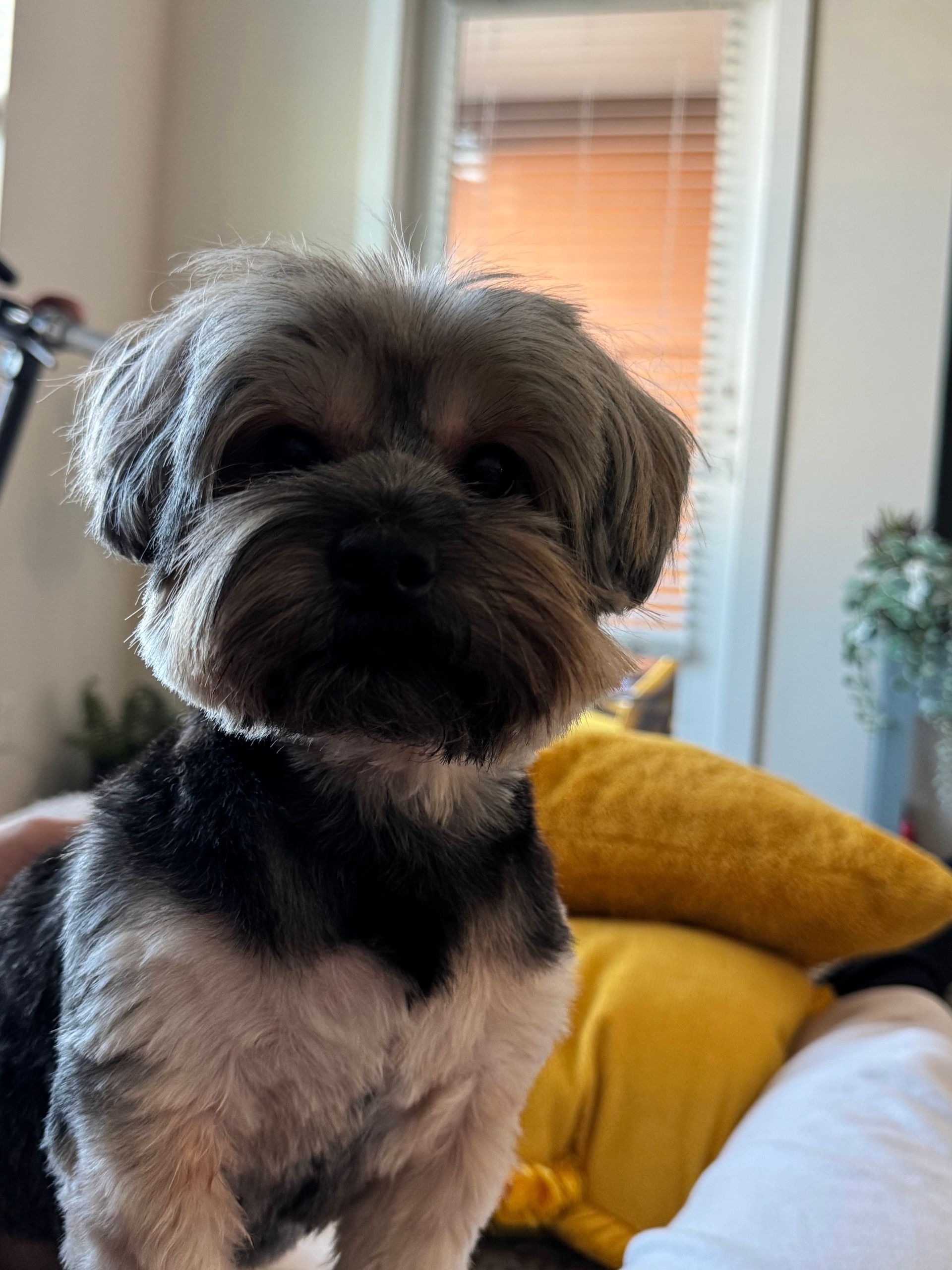 Small dog with a short haircut and black/gray fur, sitting indoors.