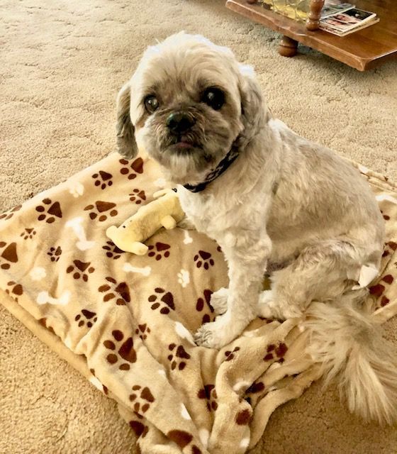 Fluffy gray dog sitting on paw print blanket, tongue out.