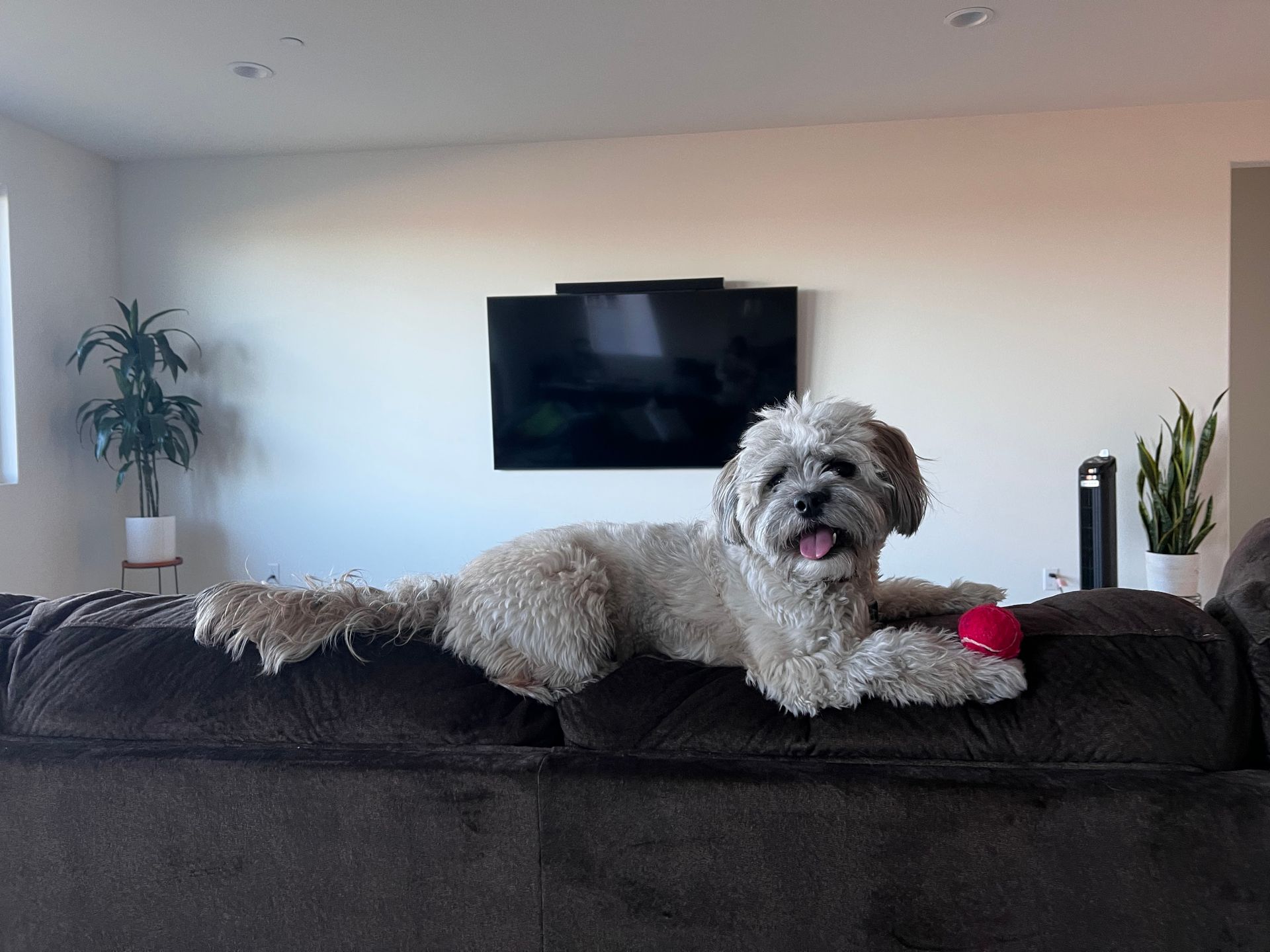 Dog lounging on a brown couch with a red ball, looking happy in a living room.