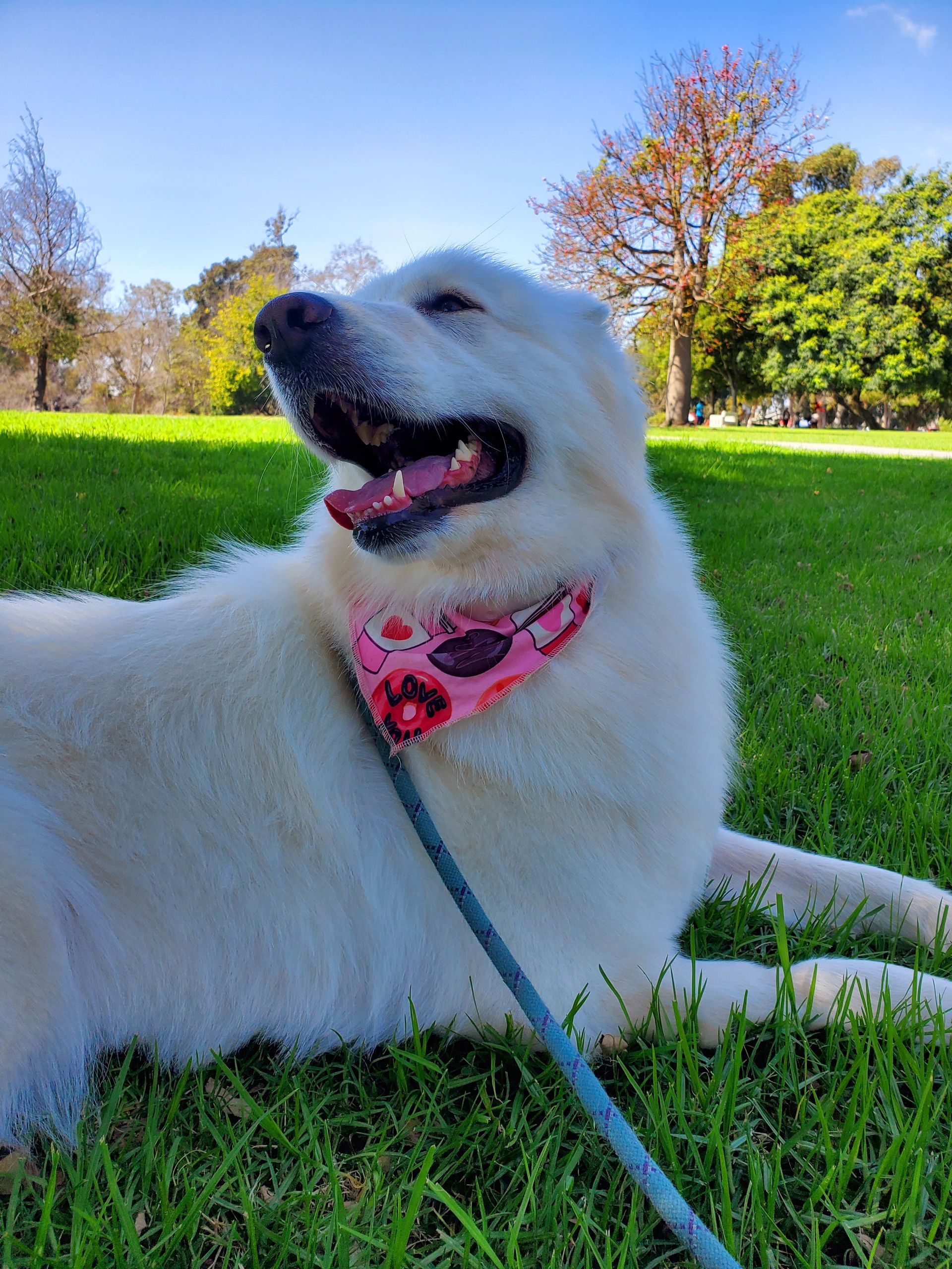 White dog with pink bandana on green grass, looking upwards with open mouth, sunny park setting.