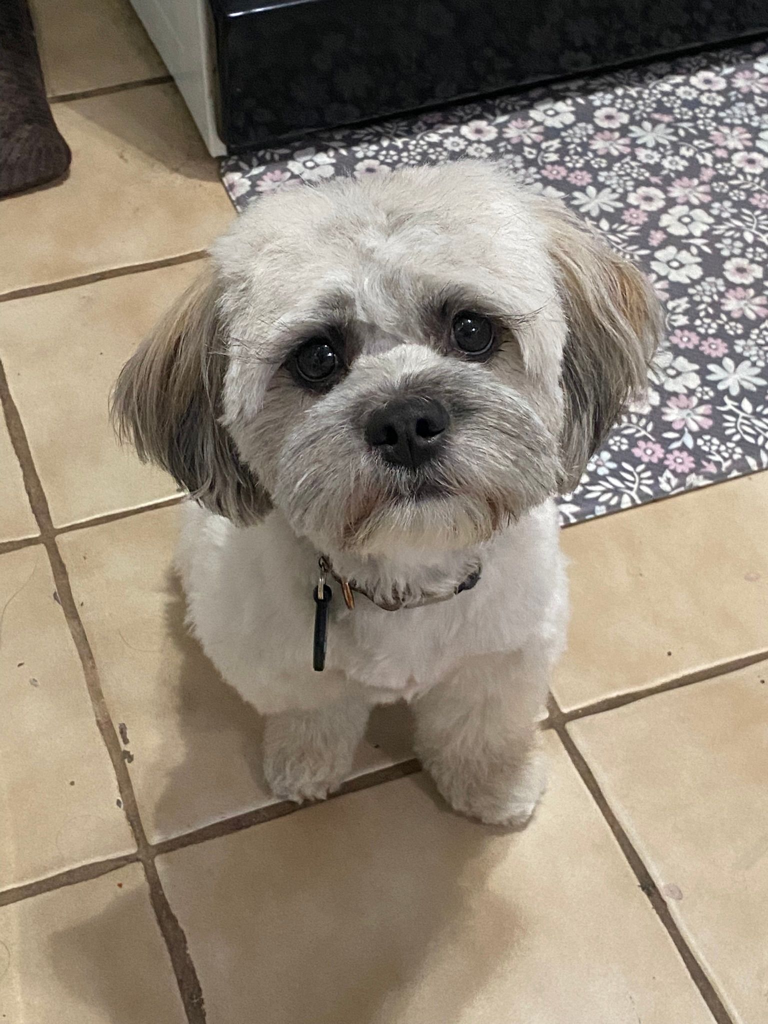 Shih Tzu dog with light brown and white fur, sitting on tiled floor, looking up with sad eyes.
